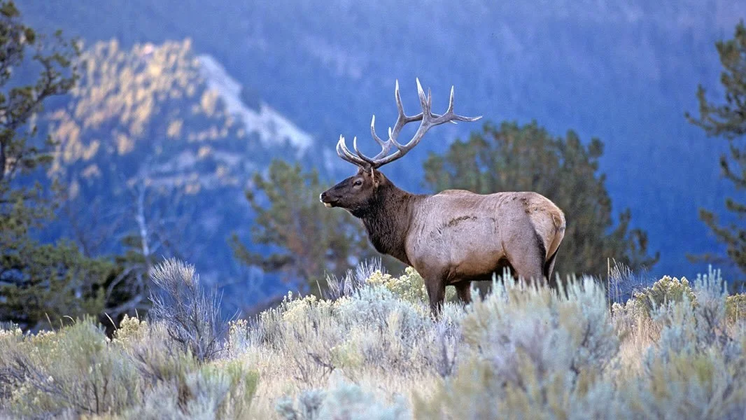 Hey all!
I am currently out of the shop until November 6th or 7th.
I will be wandering the mountains of Montana in search of Elk and Mule deer.
Please be sure to use the link and book some appointments to keep me busy when I get back.
Thanks for b