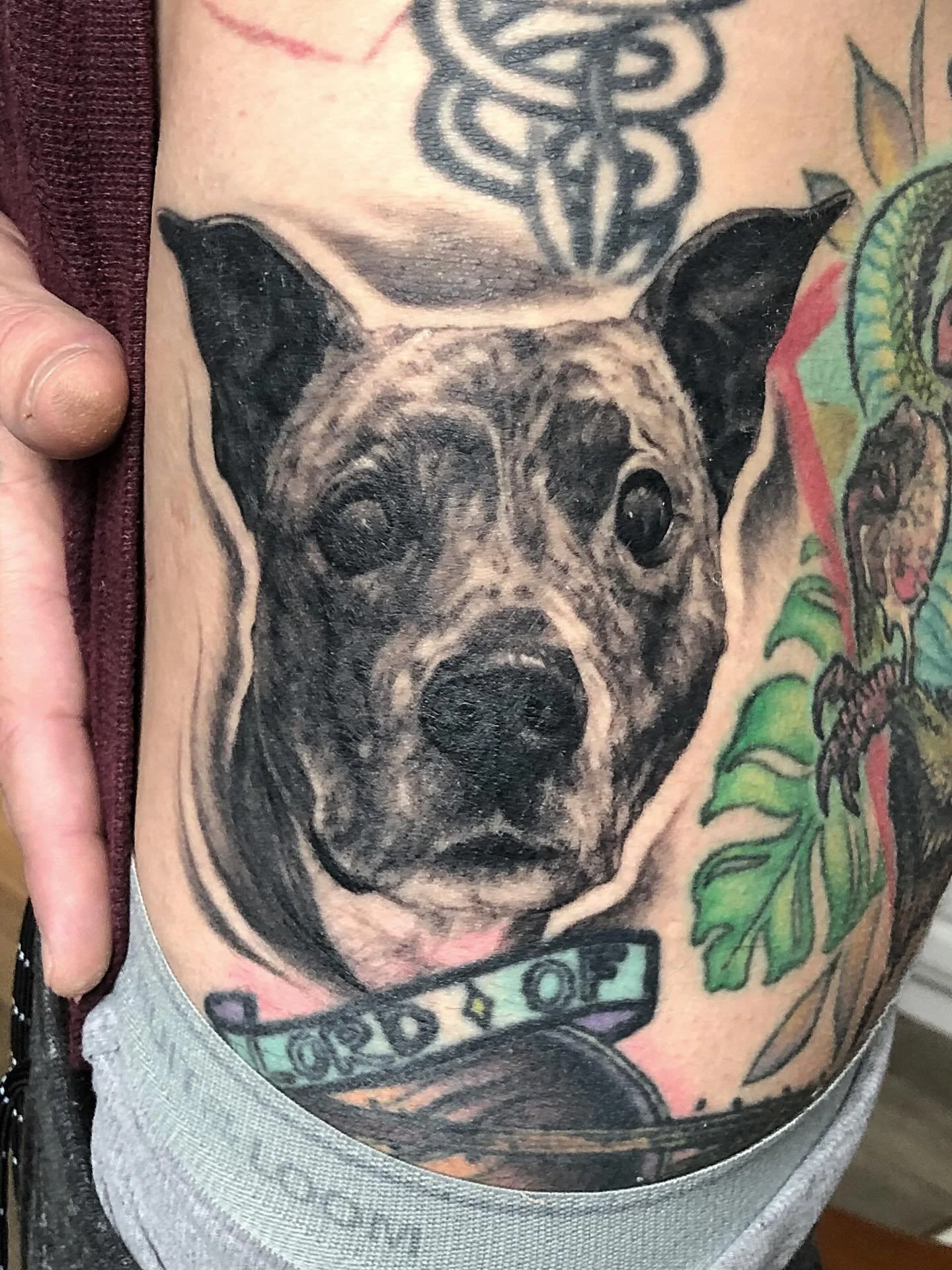 Lil healed pet portrait post. Grey is all calmed down and settled in. Swipe to see it fresh and our source picture! 💜 RIP Riley, love you buddy 💜💜💜@claudiocamilucci

If you&rsquo;d like to book with me, send me an email or fill out my booking lin