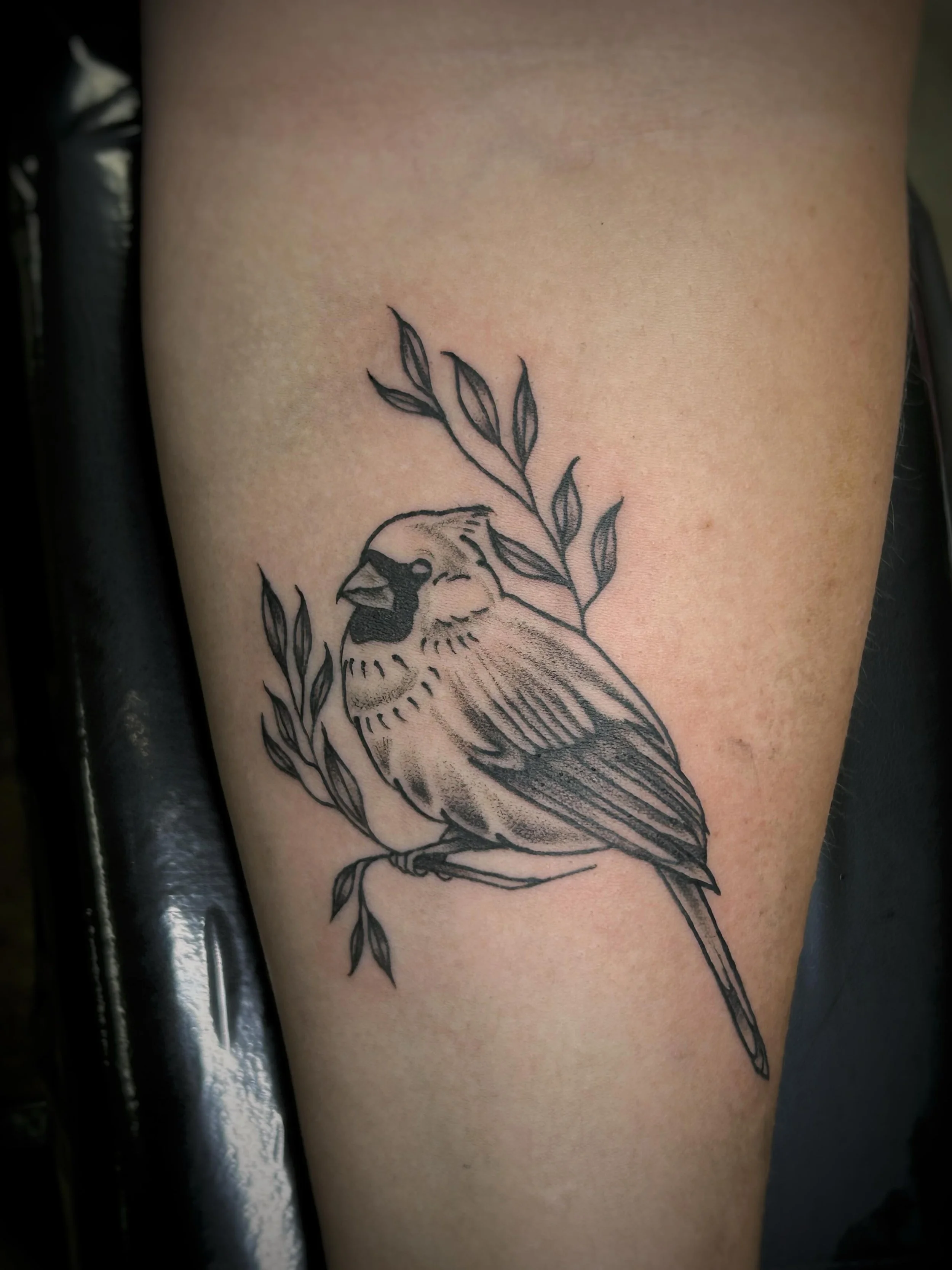 Little guy from today🕊️