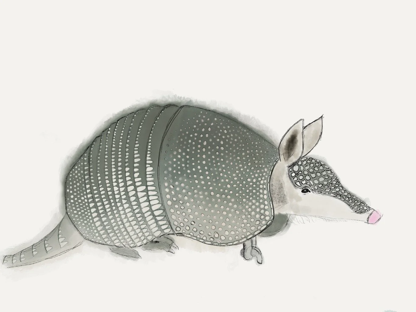 Armadillo.jpeg