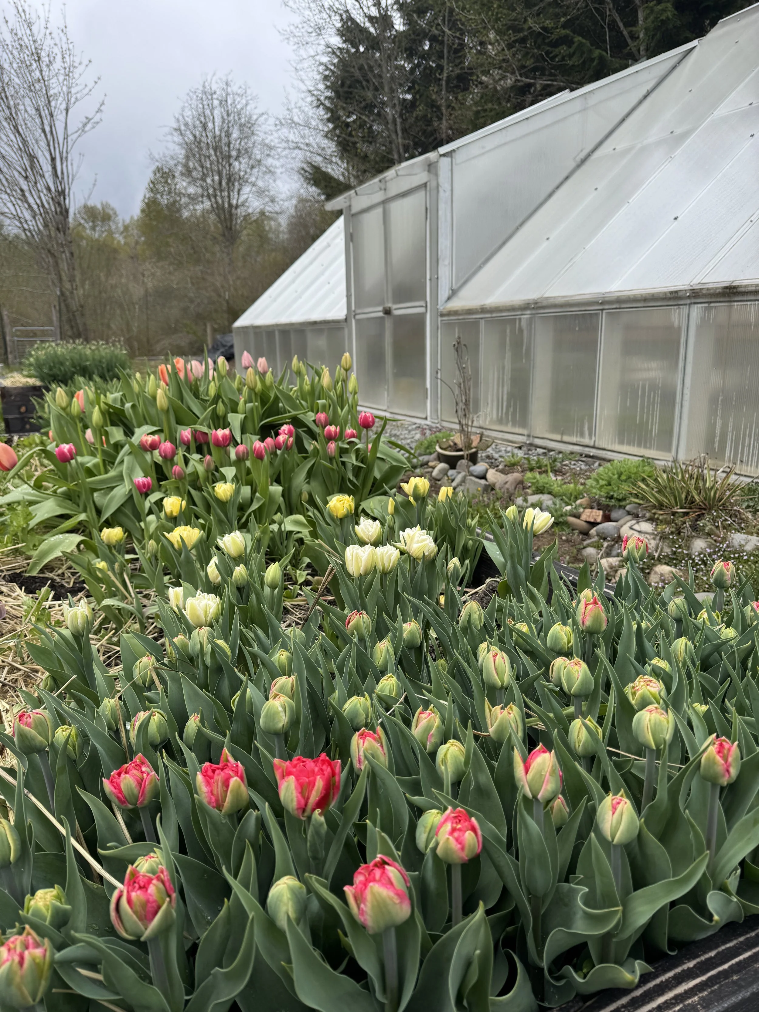 Planting of tulips starting to bloom with greenhouse in background