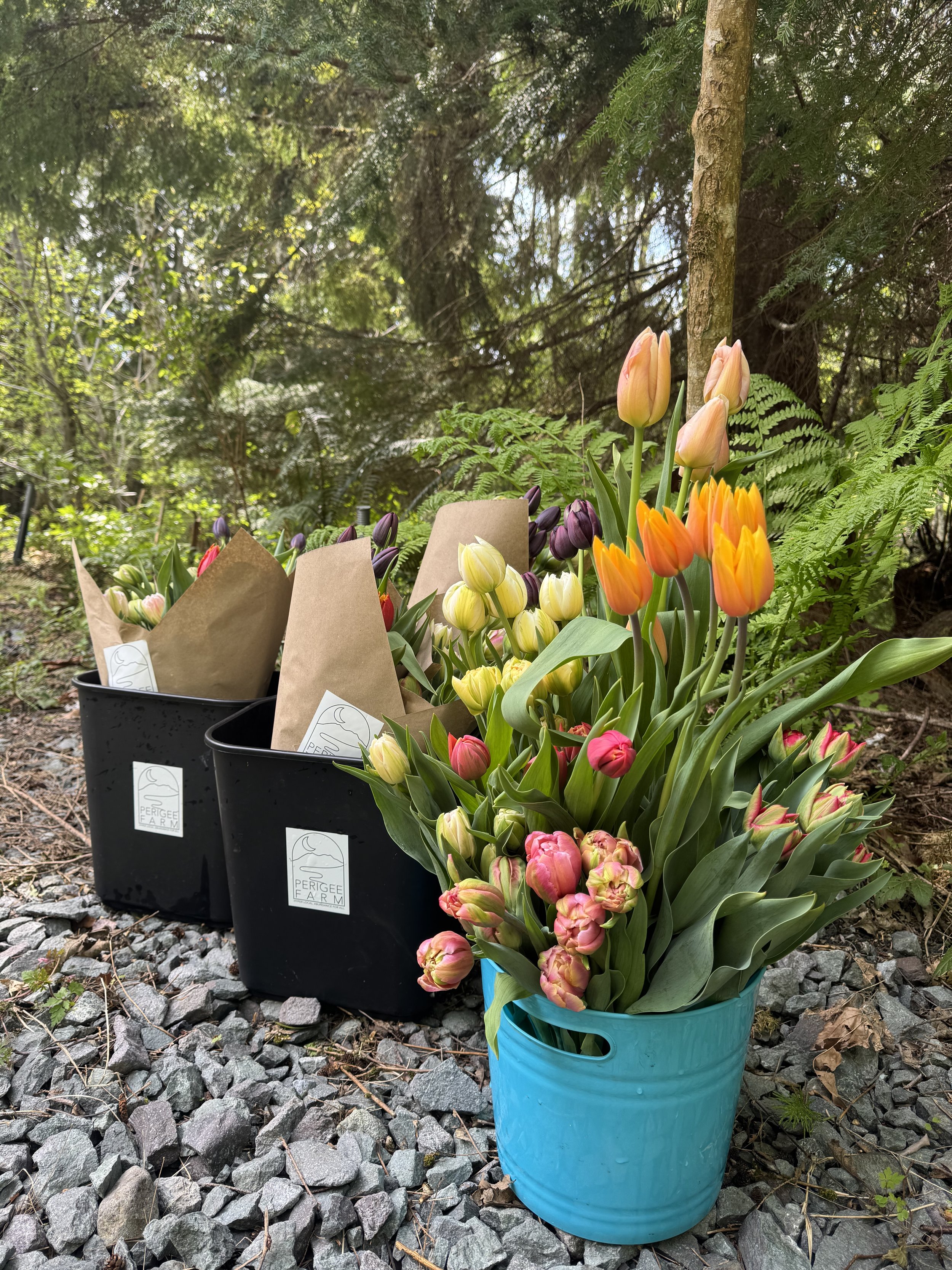 SPRING FLOWER SHARES (April-June)