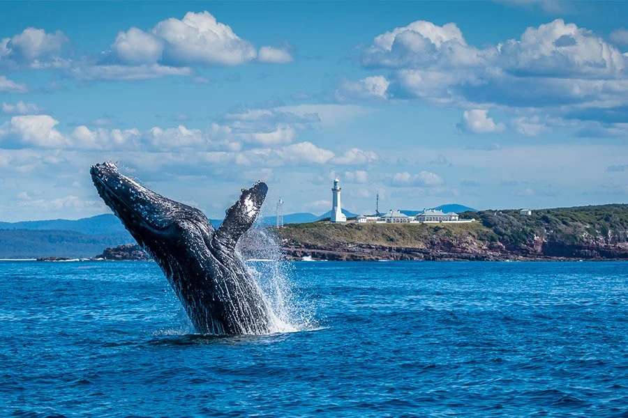 Unbox^d_Blog_whale.jpg