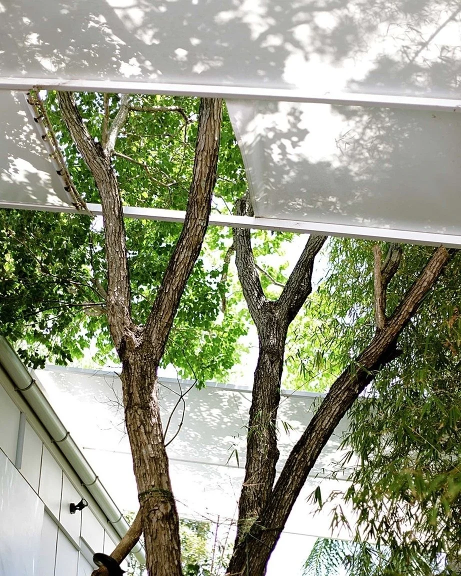 One of our first and favourite projects at west end - a courtyard built around a special tree. And its still alive after 15 years! The shadows through the clear roof I have always thought very attractive. 

The rumour is that it is a chinese tallowwo