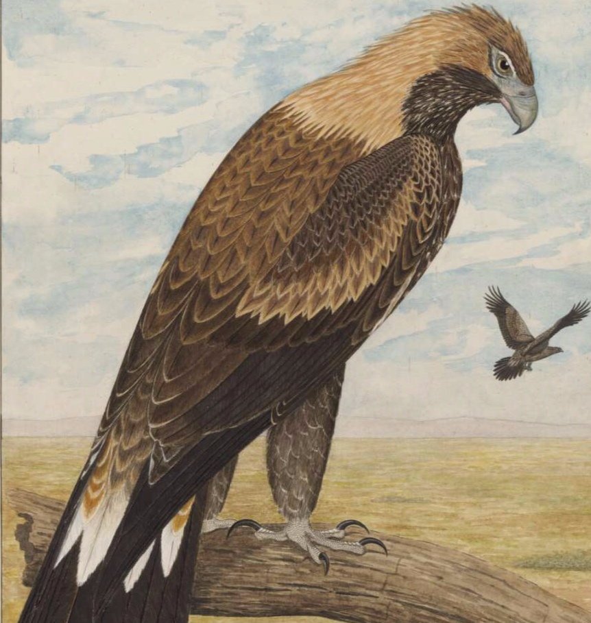The wedge-tailed eagle, E Gostelow, National Library of Australia, nla.obj-134848960
