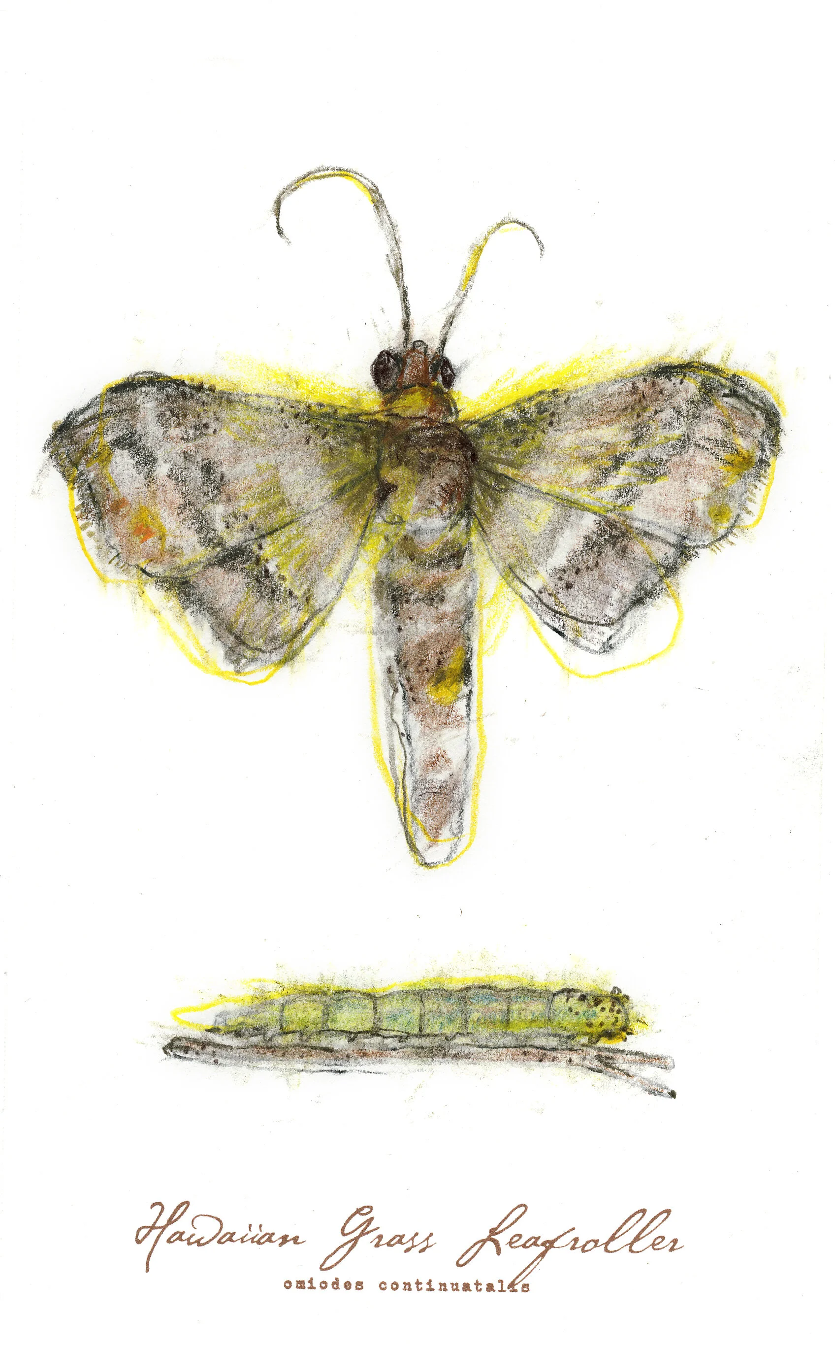 Hawaiian Grass Leafroller, charcoal, pastel & prismacolor on paper, 5.5" x 8.5" (SOLD)