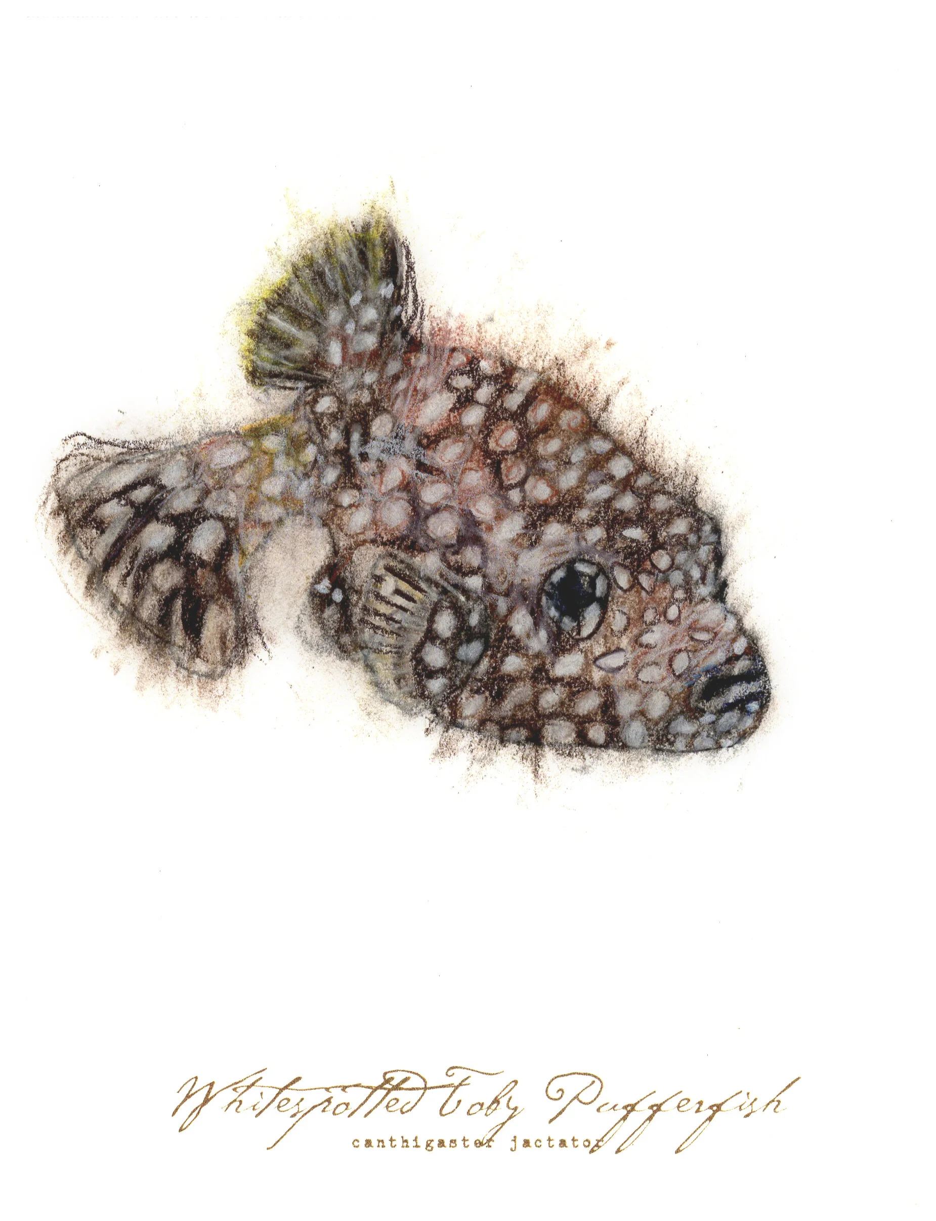 Whitespotted Toby charcoal, pastel & prismacolor on paper, 5.5" x 8.5" (SOLD)