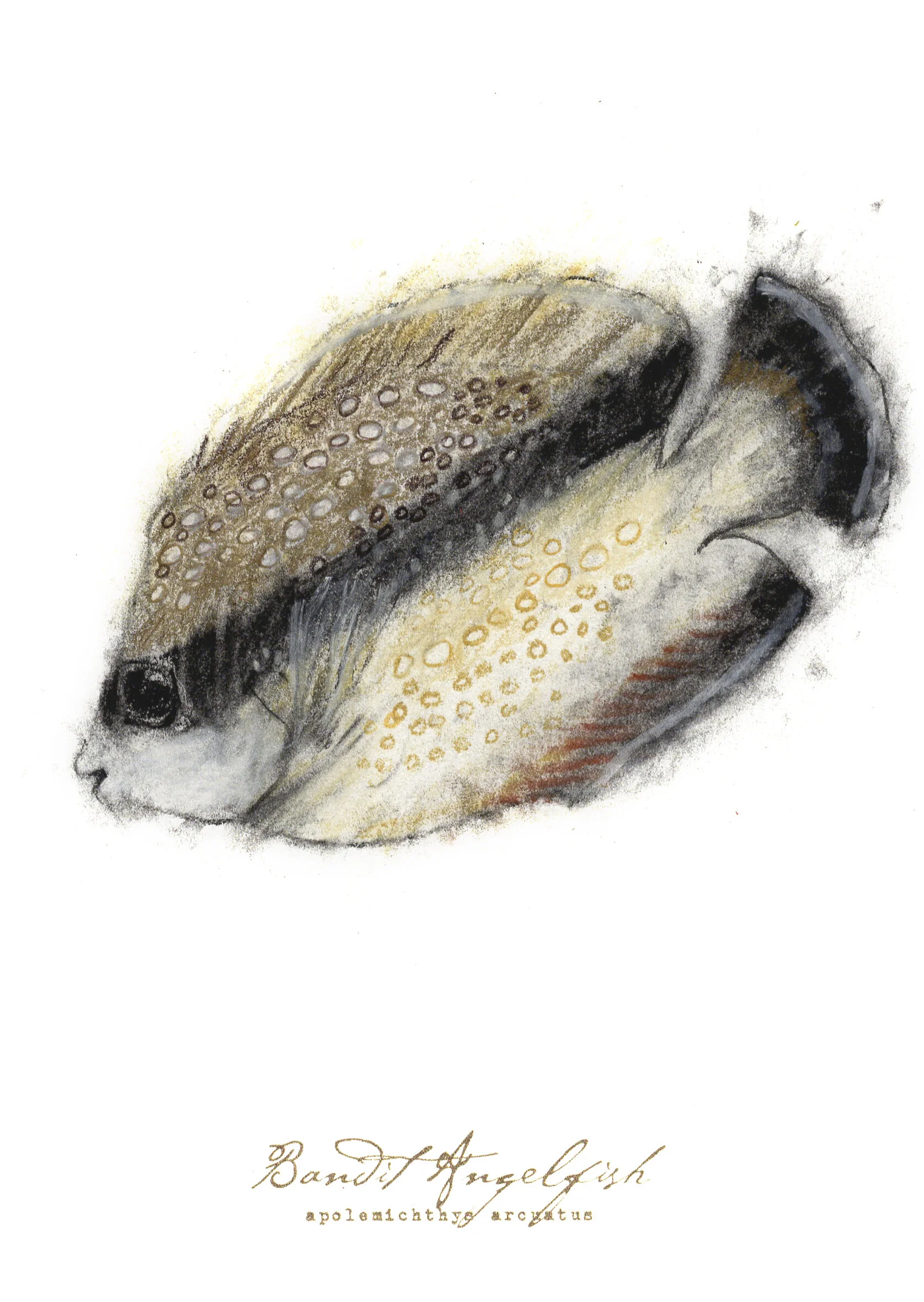 Bandit Angelfish, charcoal, pastel & prismacolor on paper, 5.5" x 8.5" (SOLD)