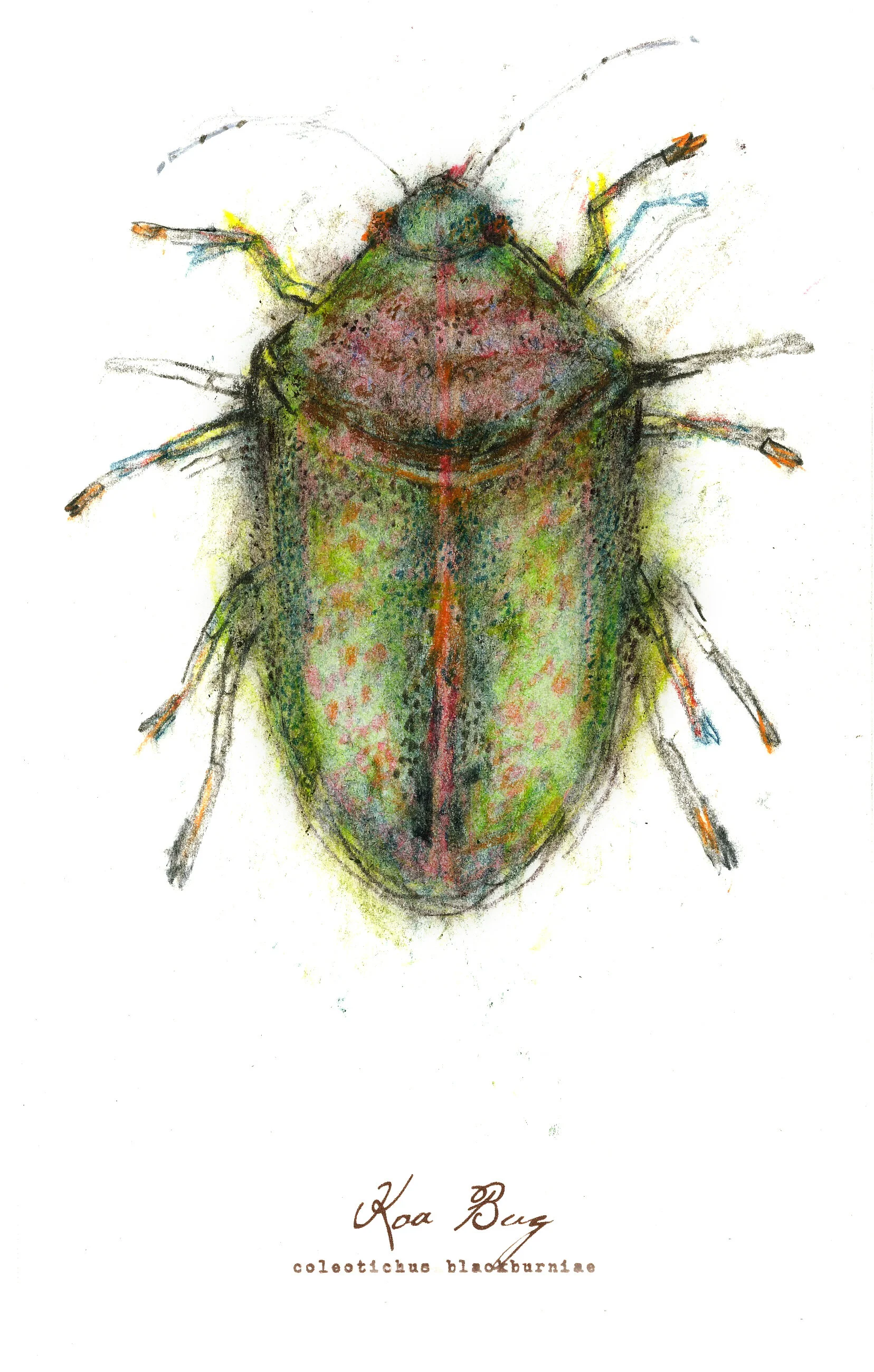 Koa Bug, charcoal, pastel & prismacolor on paper, 5.5" x 8.5" (SOLD)