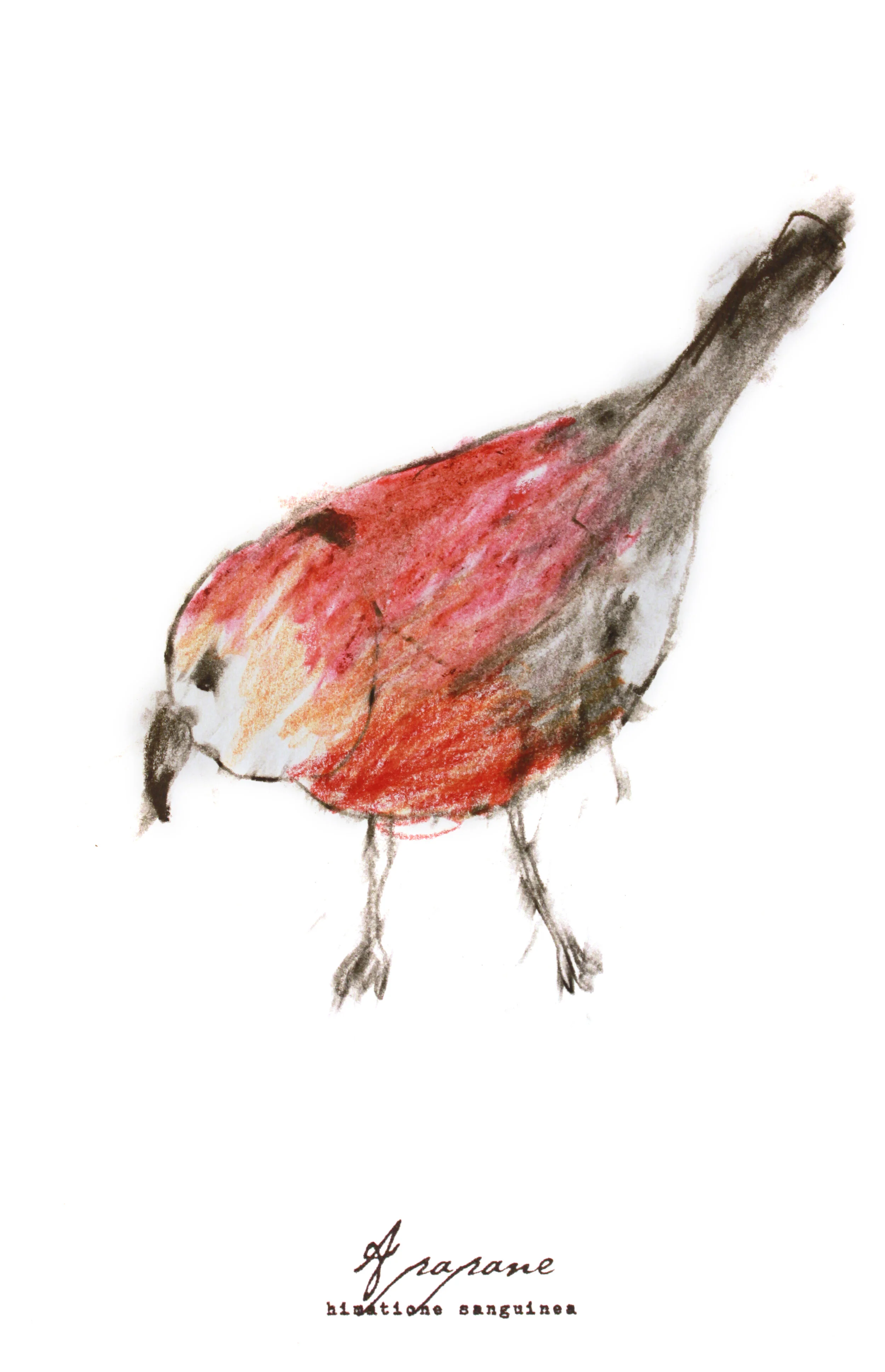 Apapane, charcoal, pastel & prismacolor on paper, 5.5" x 8.5" (SOLD)