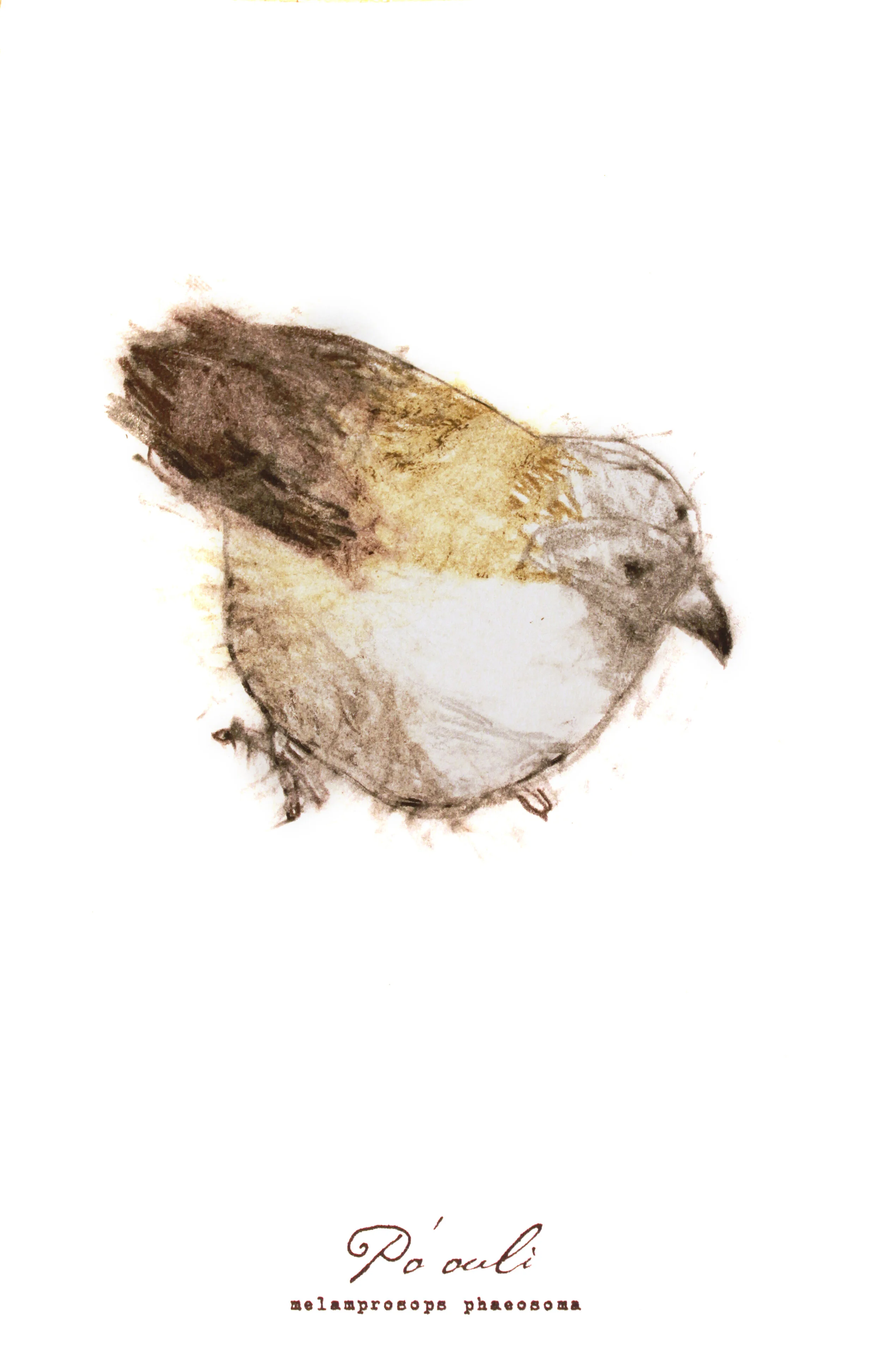 Po'ouli, charcoal, pastel & prismacolor on paper, 5.5" x 8.5" (SOLD)