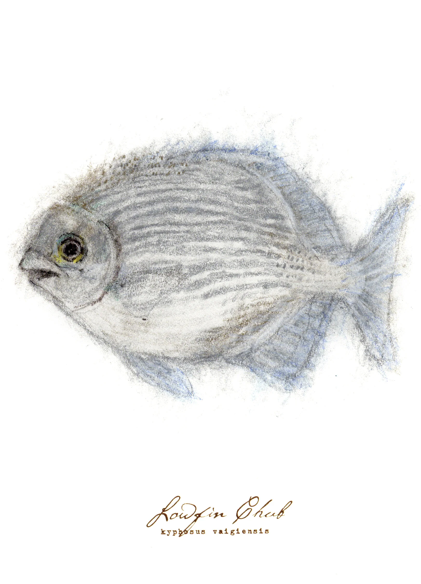 Lowfin Chub, charcoal, pastel & prismacolor on paper, 5.5" x 8.5" (SOLD)