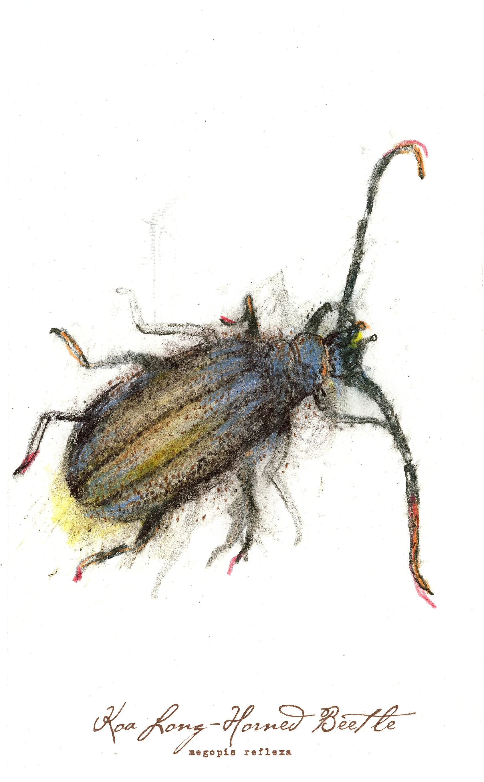 Koa Beetle, charcoal, pastel & prismacolor on paper, 5.5" x 8.5" (SOLD)