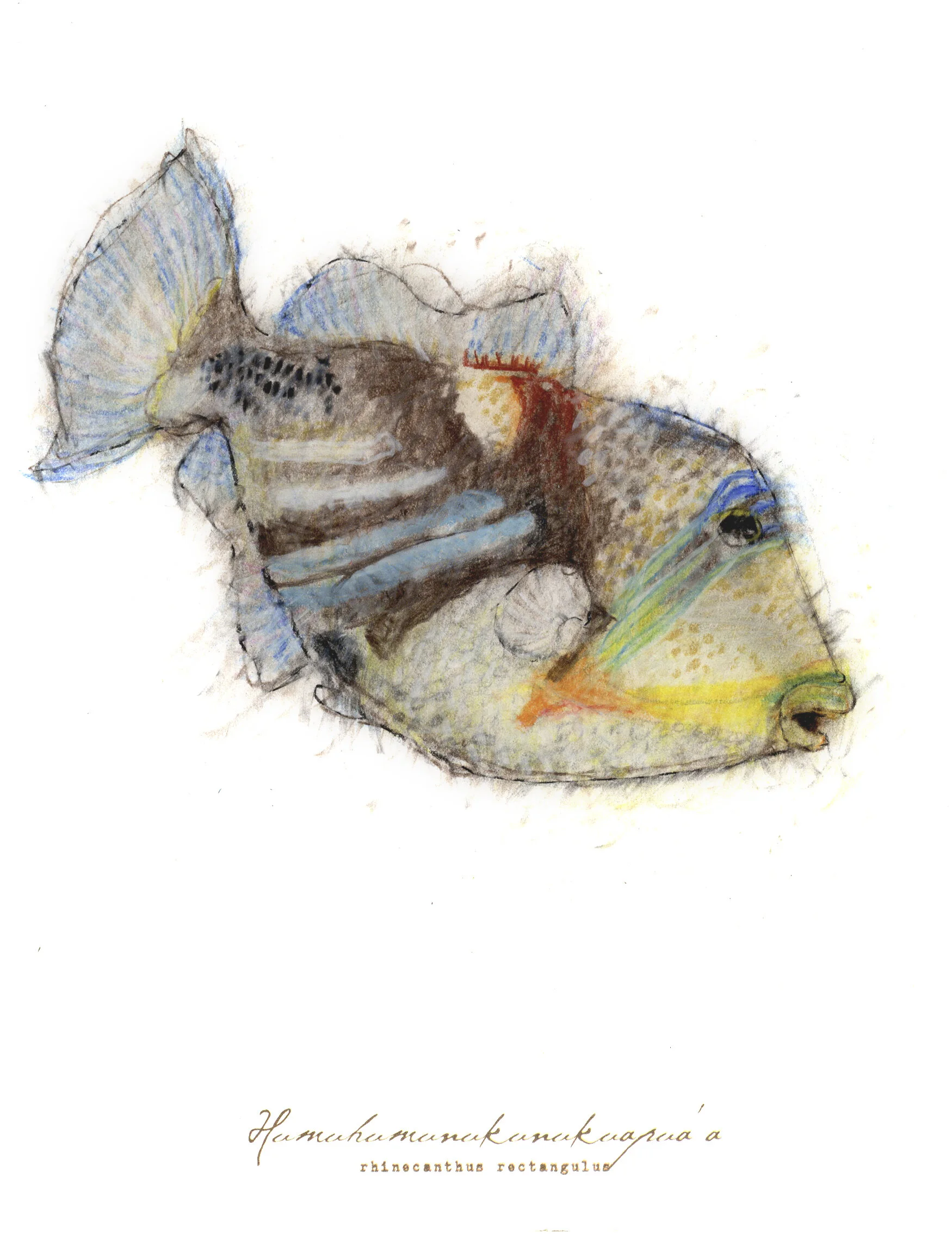 Humuhumu, charcoal, pastel & prismacolor on paper, 5.5" x 8.5" (SOLD)