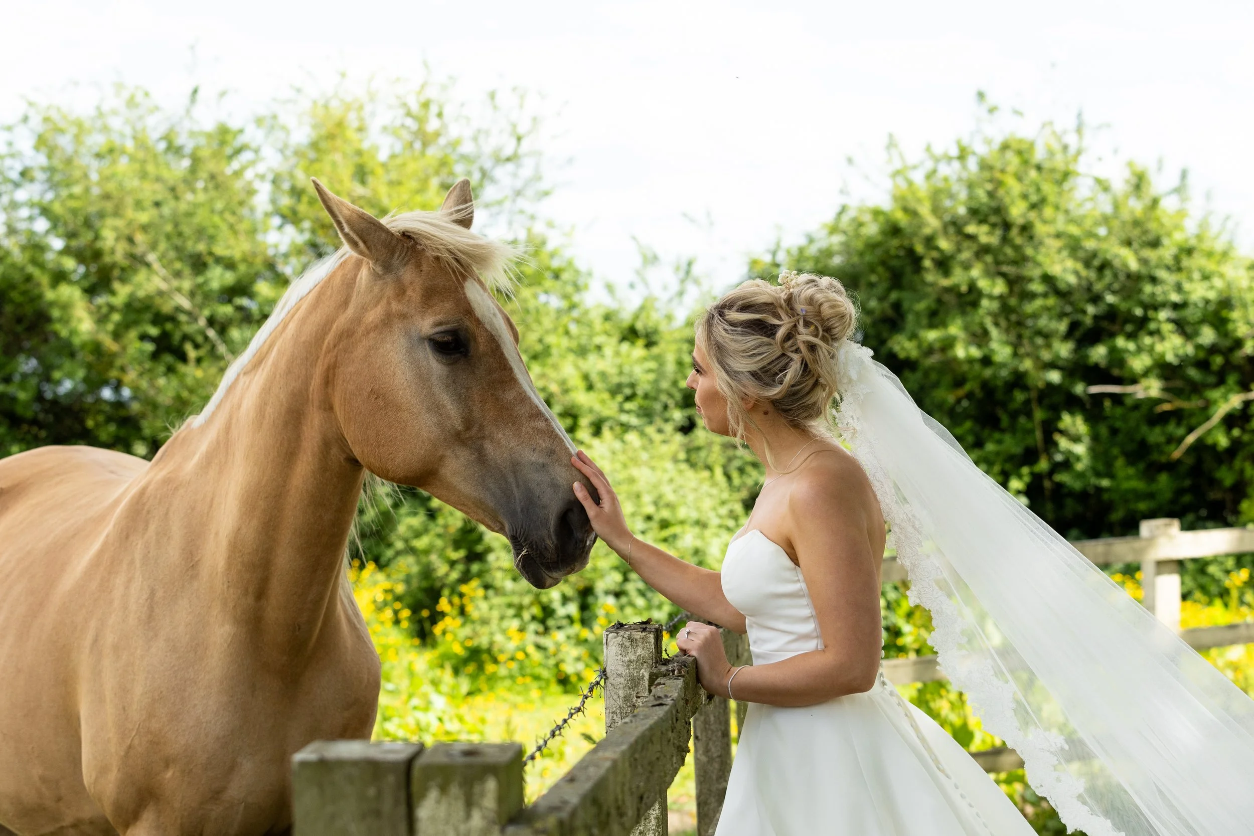A bride in a wedding dress and veil gently touches the face of a palomino horse behind a wooden fence, with green trees in the background.