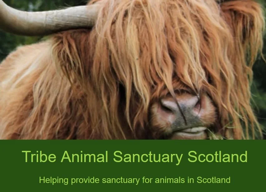 Veez Vegan pies fundraiser for Tribe animal sanctuary 