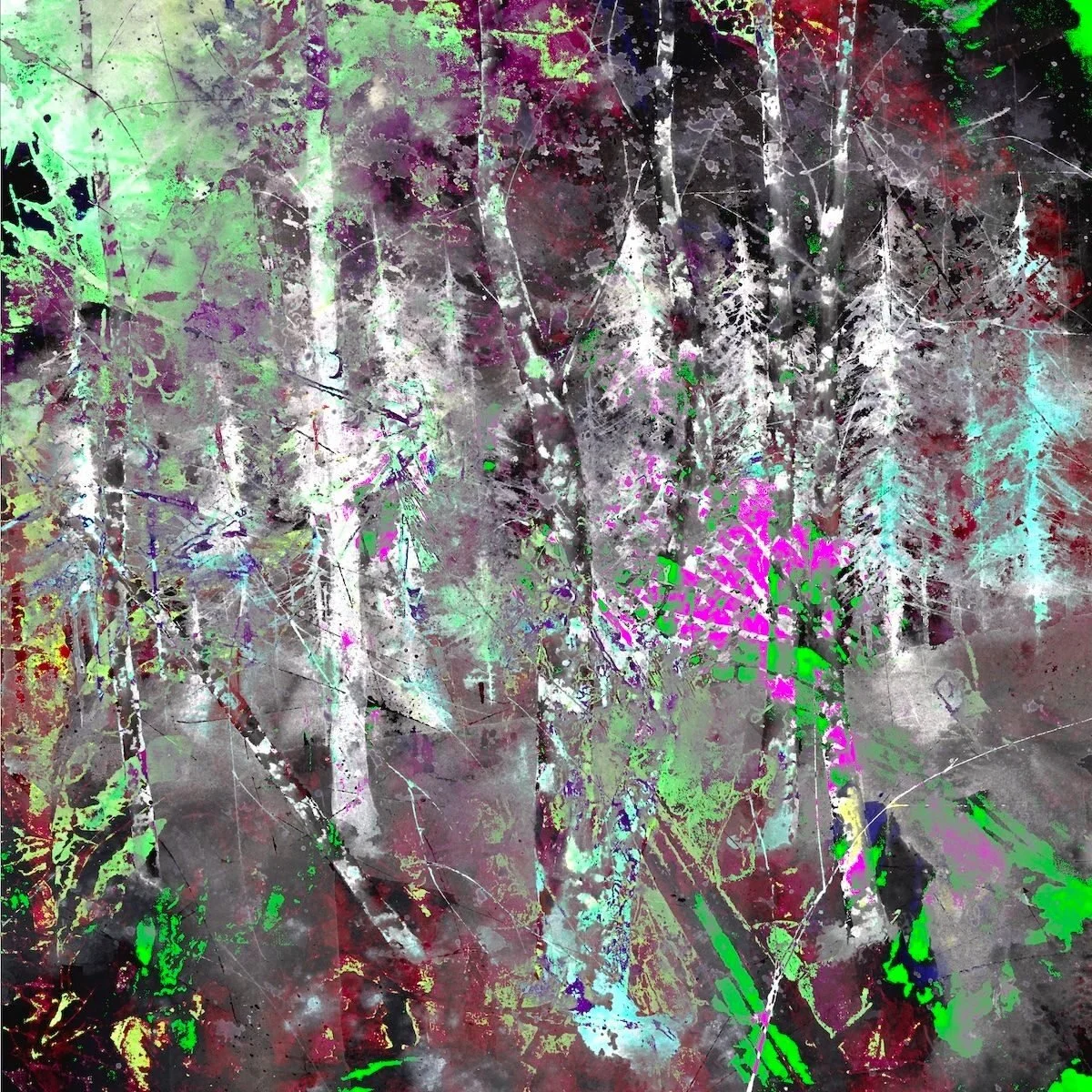 Shine on Silver Birch
 Limited edition original print
 Image size 50cm x 50cm
 When framed aprox. 68cm x 68cm


