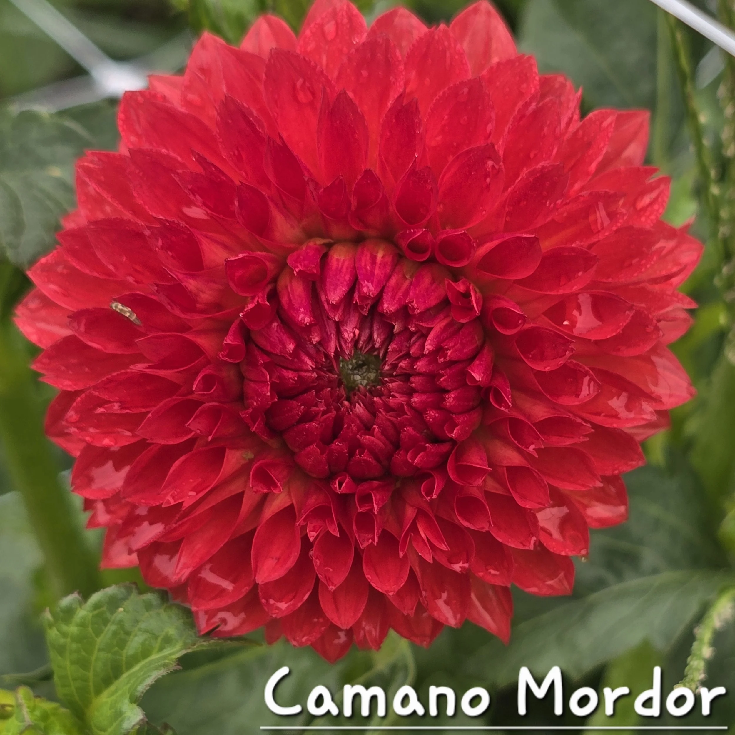 20250813_093648.jpg (Copy) (Copy) (Copy) (Copy) (Copy) (Copy)