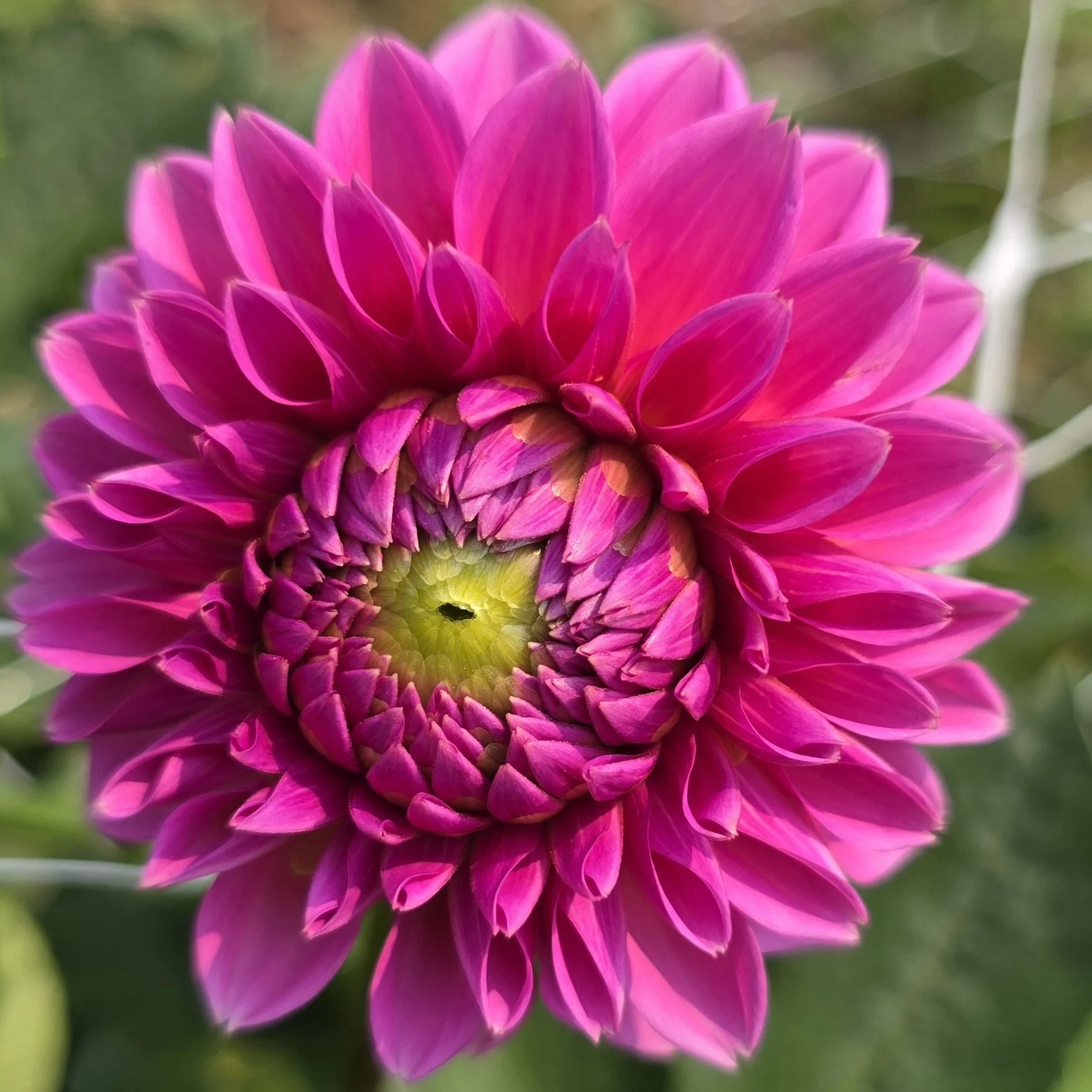 Pink Sylvia 8 2 25.jpg