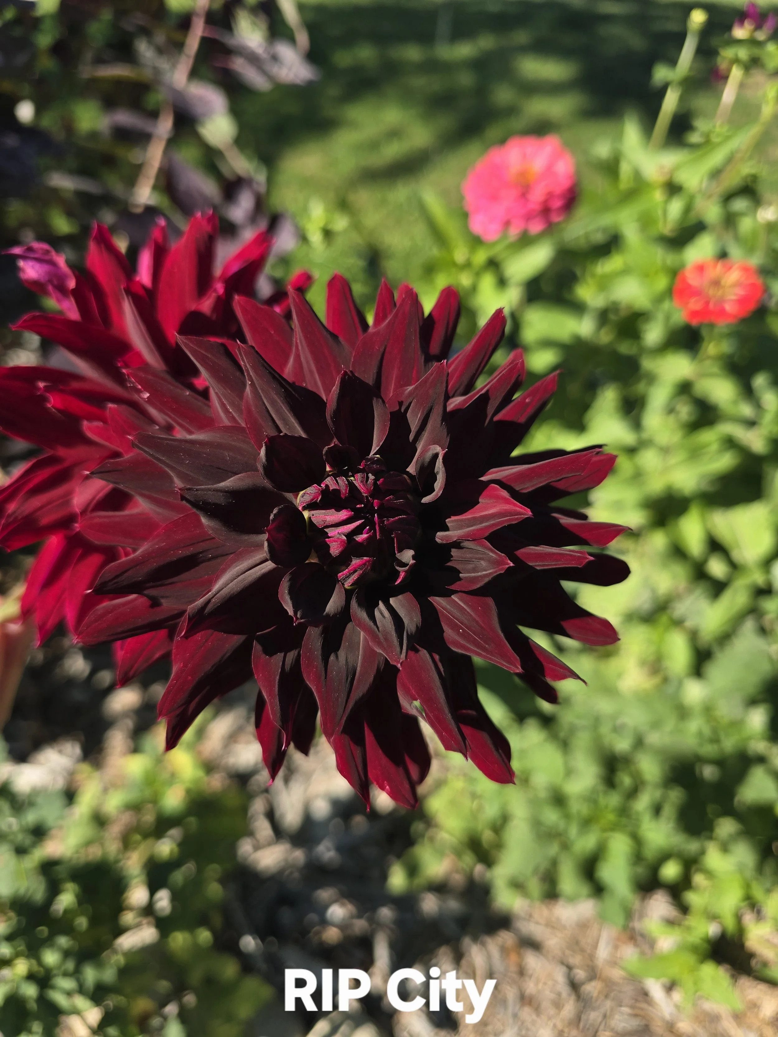 RIP City.jpg