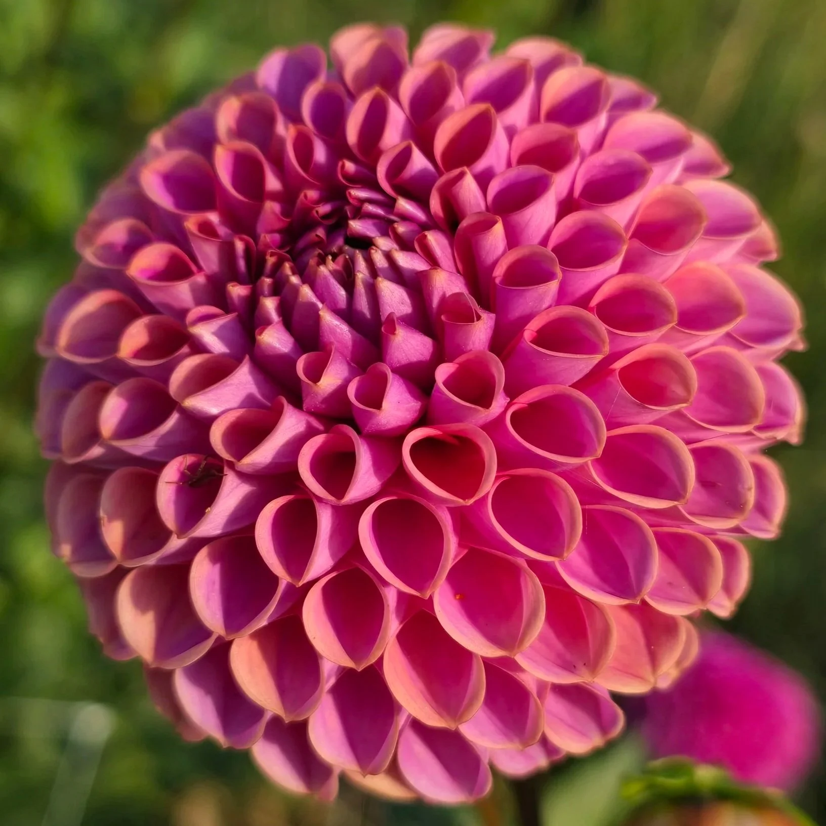Dahlia+-+Isabel+%282%29.jpg