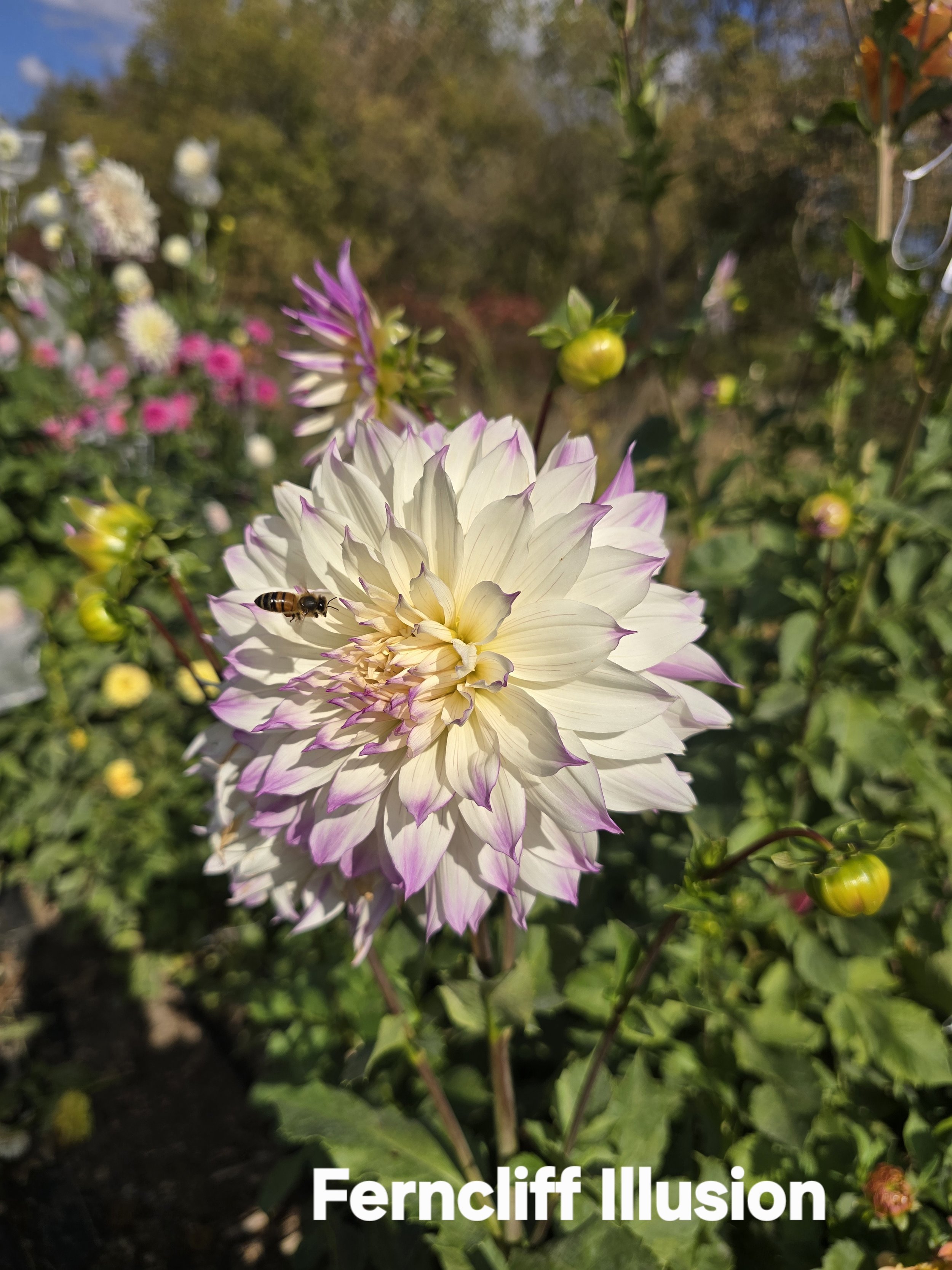 Ferncliff Illusion