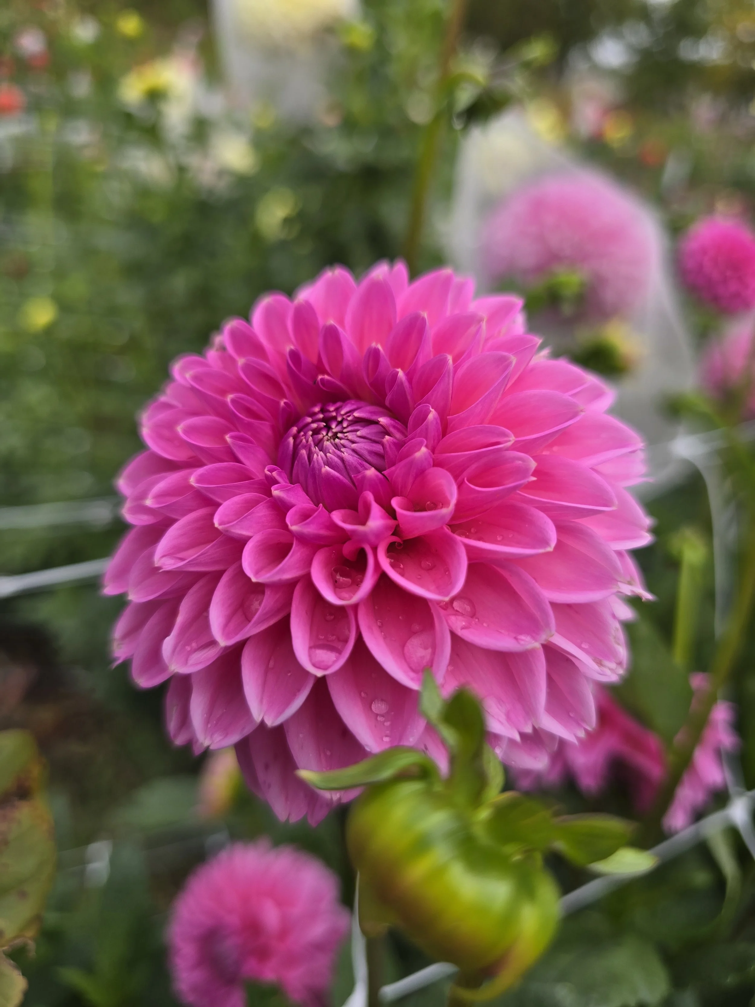 Jowey Frambo (2).jpg