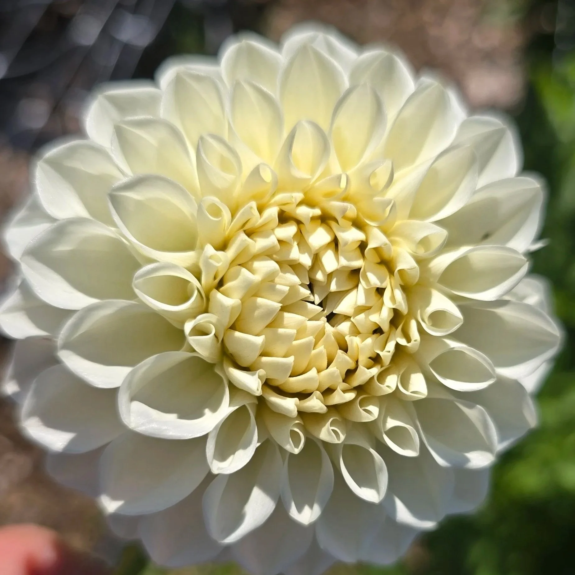 Dahlia+-+Boom+Boom+White+%282%29.jpg