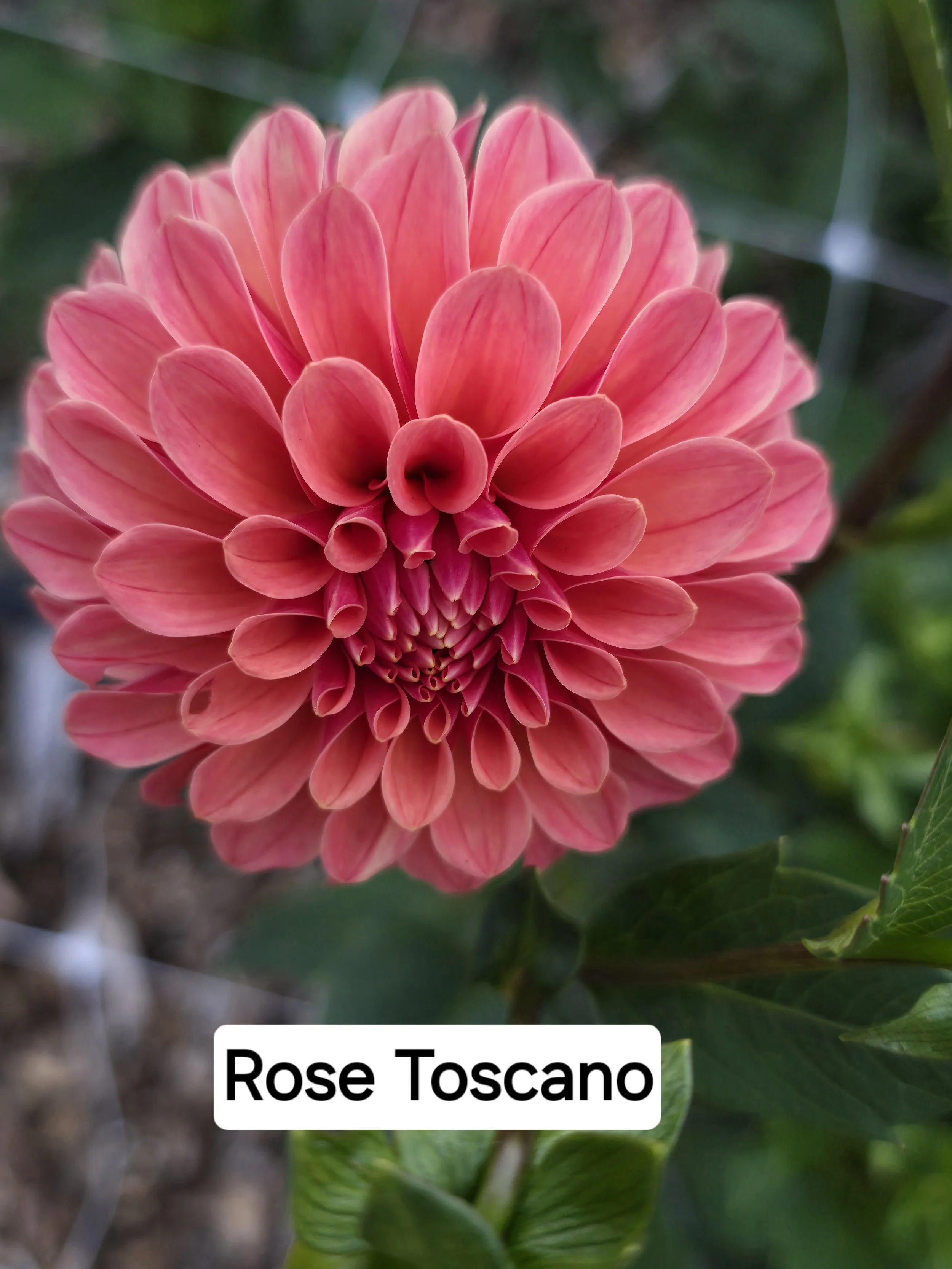 Rose Toscano (6).jpg