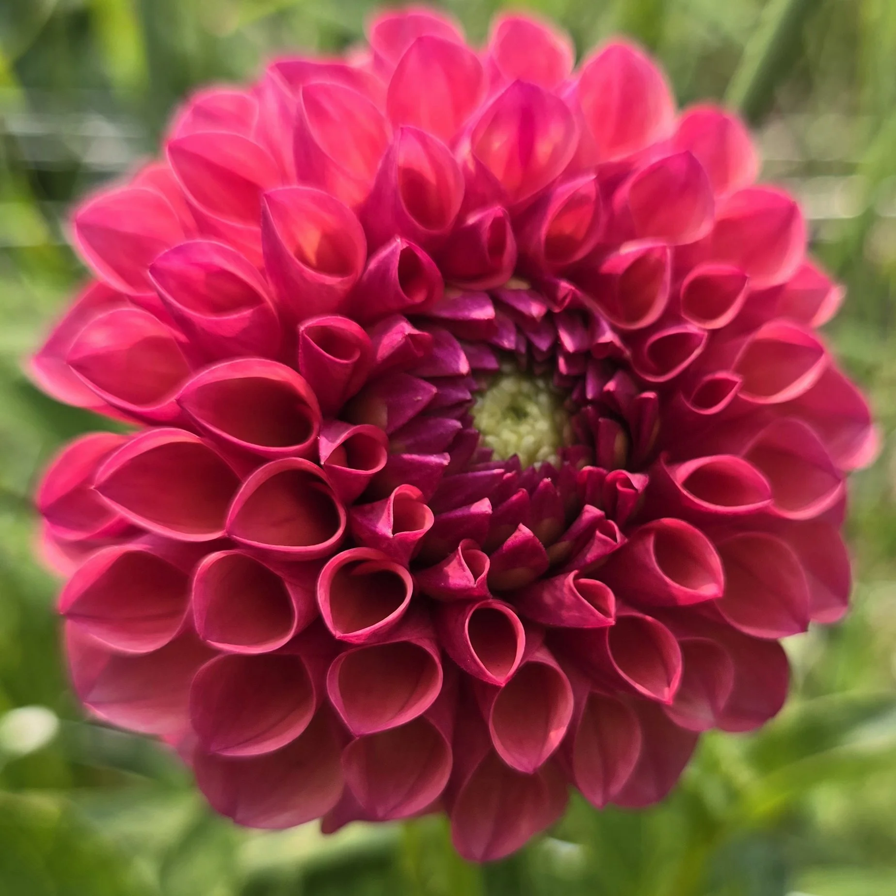 Jowey Winnie 8 2 25.jpg