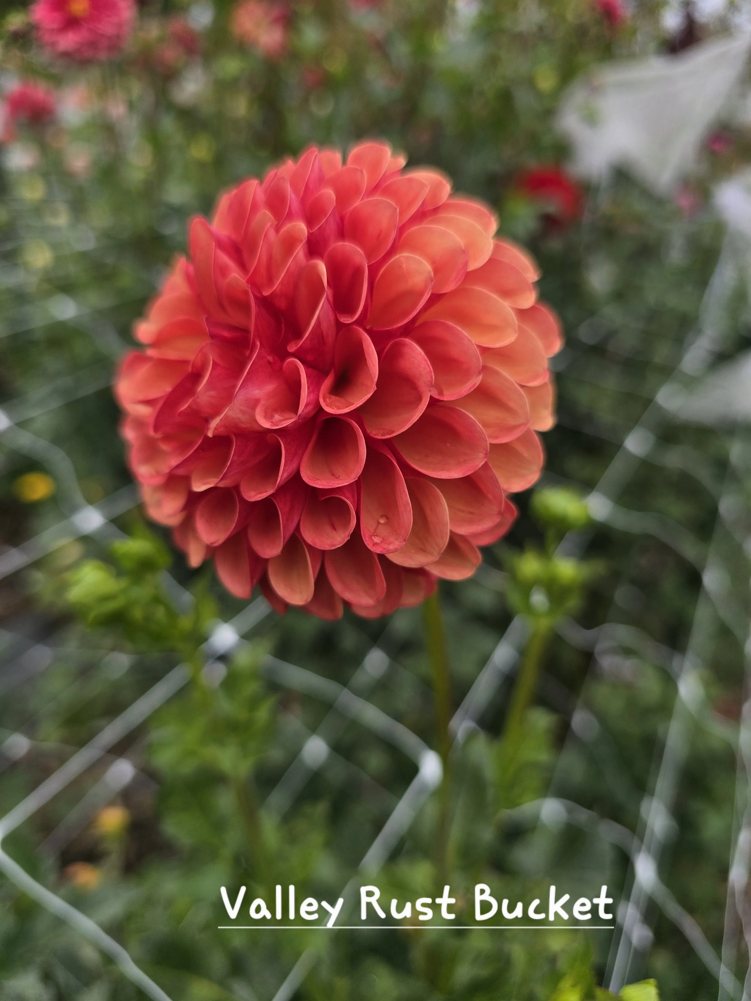 Valley Rust Bucket.jpg