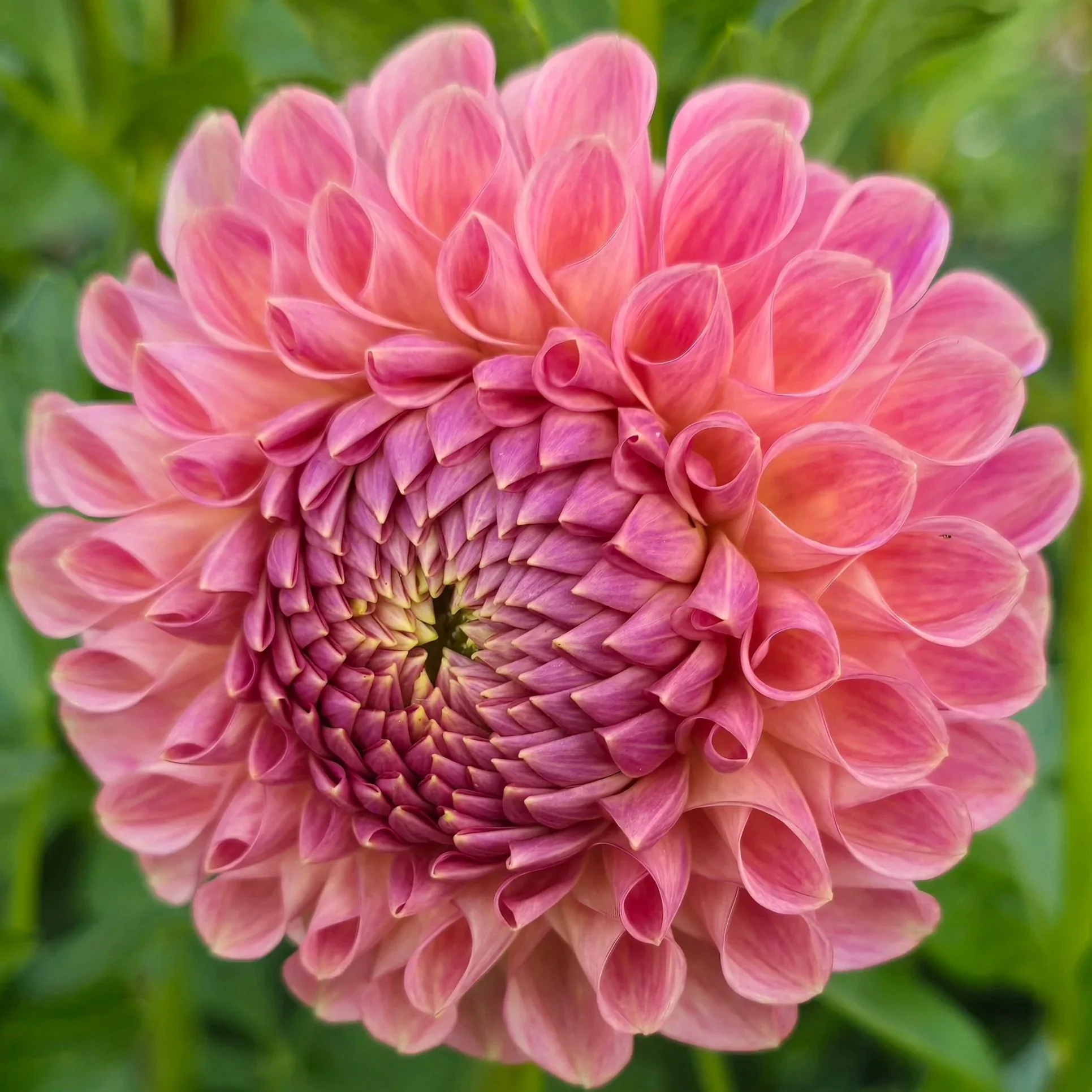 Dahlia+-+Clearview+Peachy.jpg