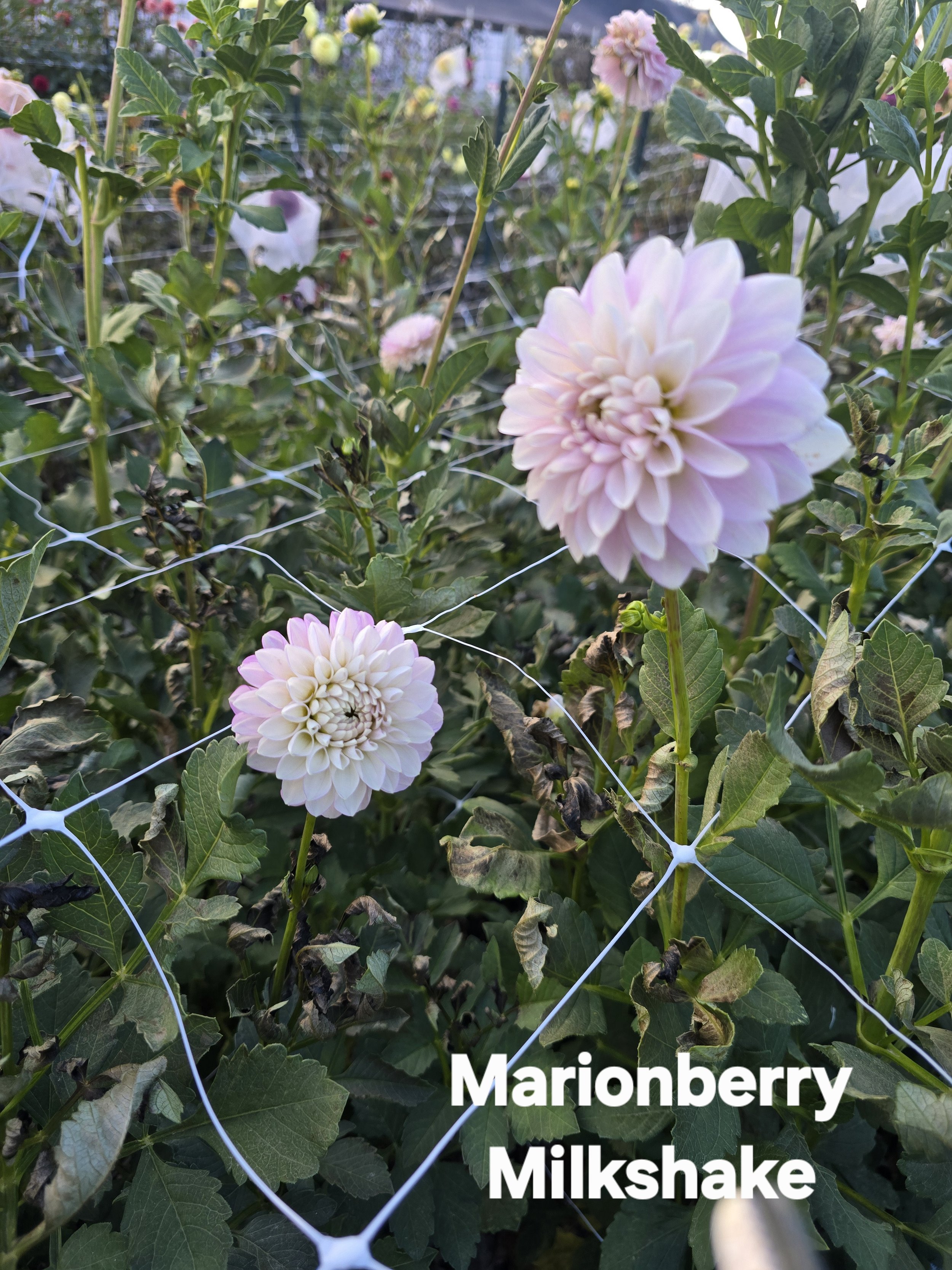 Marionberry Milkshake (3).jpg