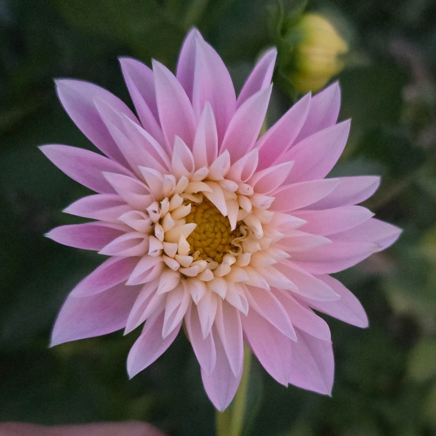 Dahlia+-+Alloway+Candy.jpg
