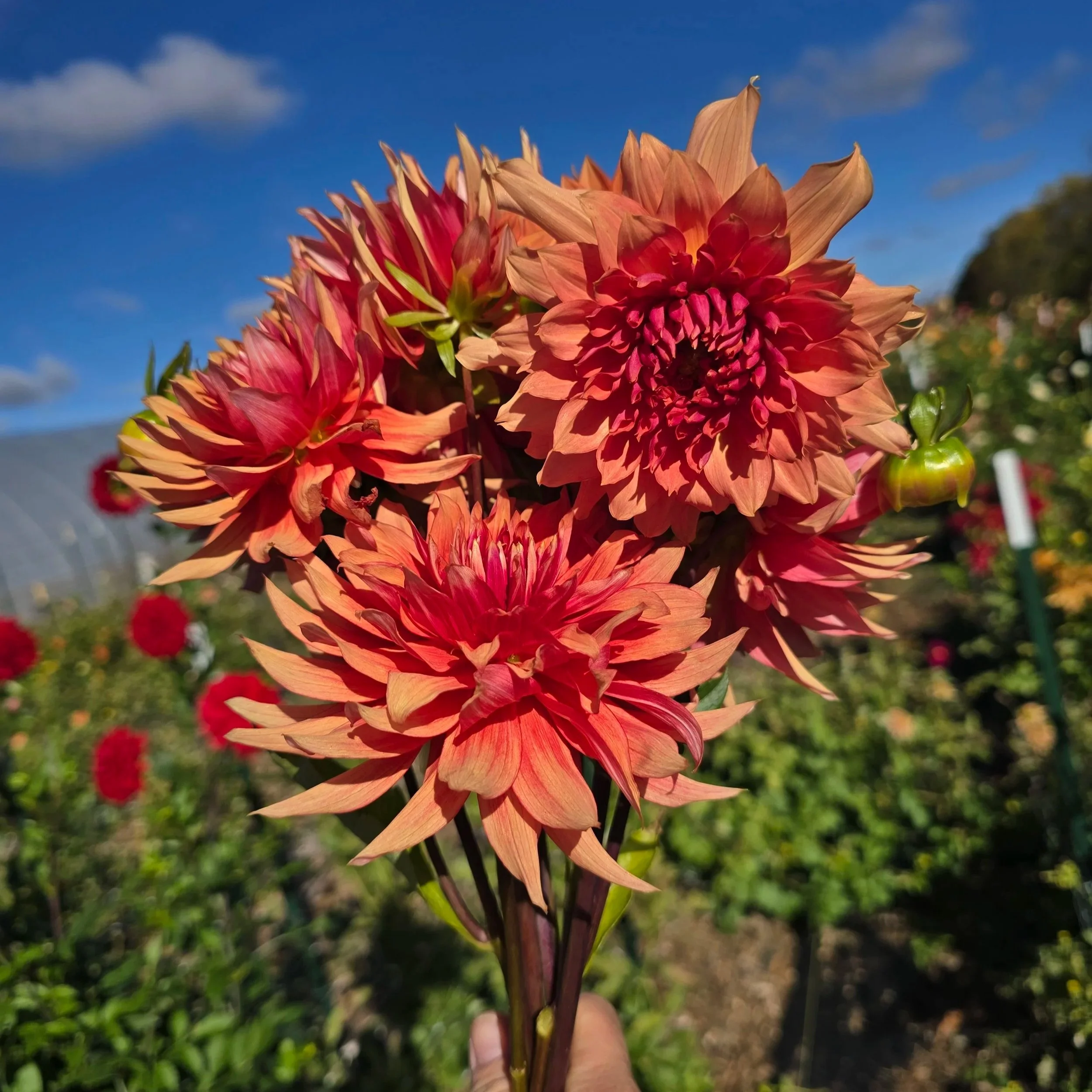 Dahlia+-+Terracotta+5.jpg