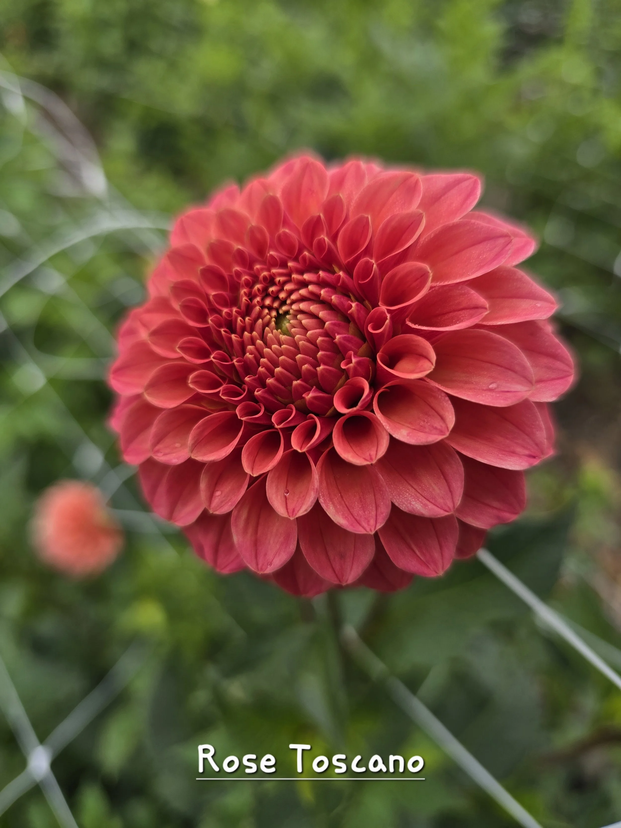 Rose Toscano (2).jpg