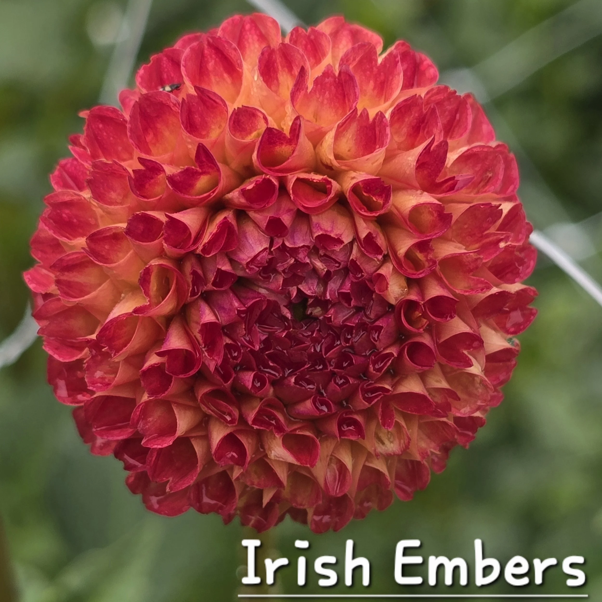 Irish Embers