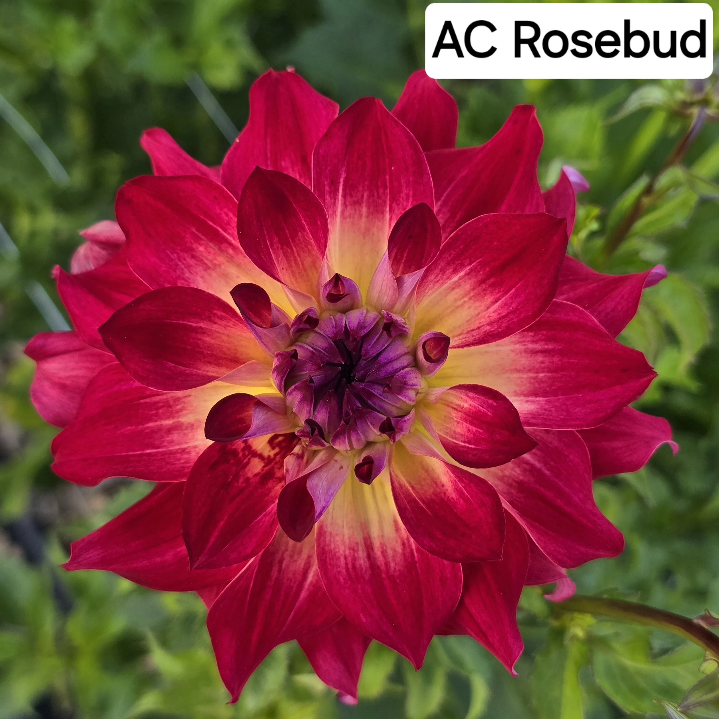 AC Rosebud