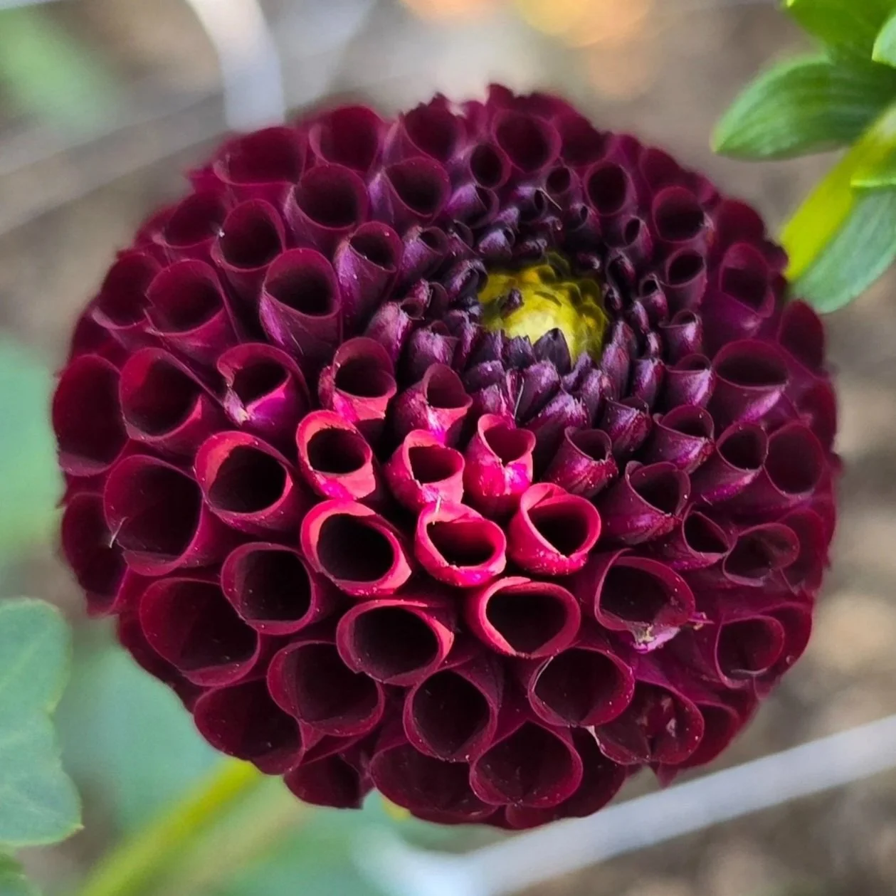 Dahlia%2B-%2BMoor%2BPlace.jpg