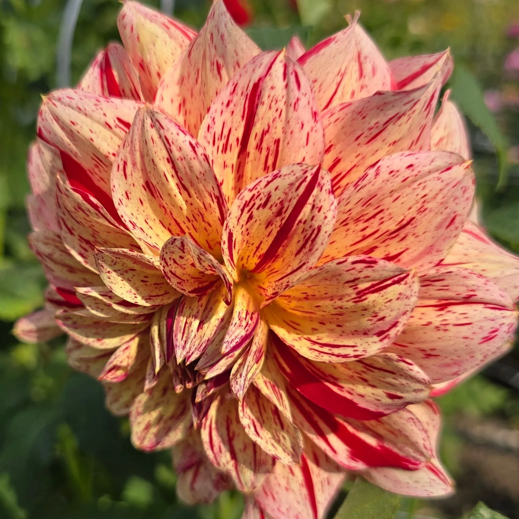 Gloriosa+%282%29.jpg