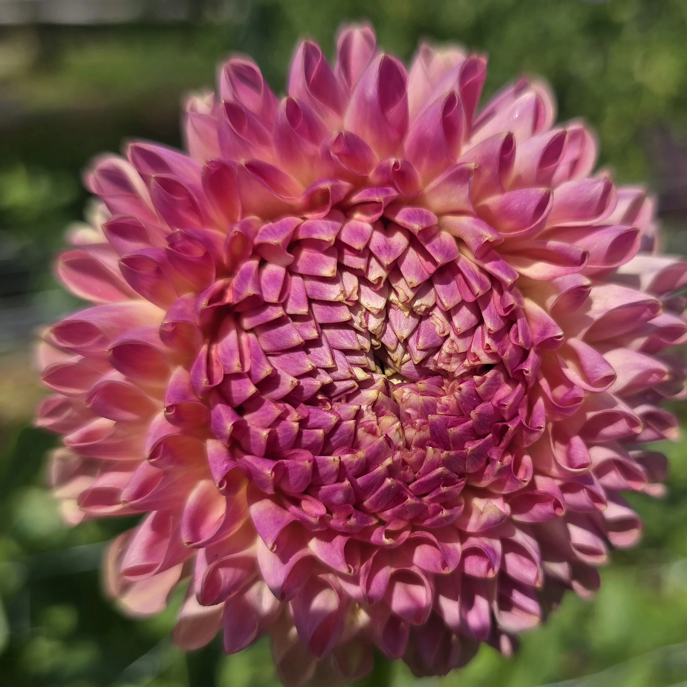 Clearview Peachy 7 29 25.jpg