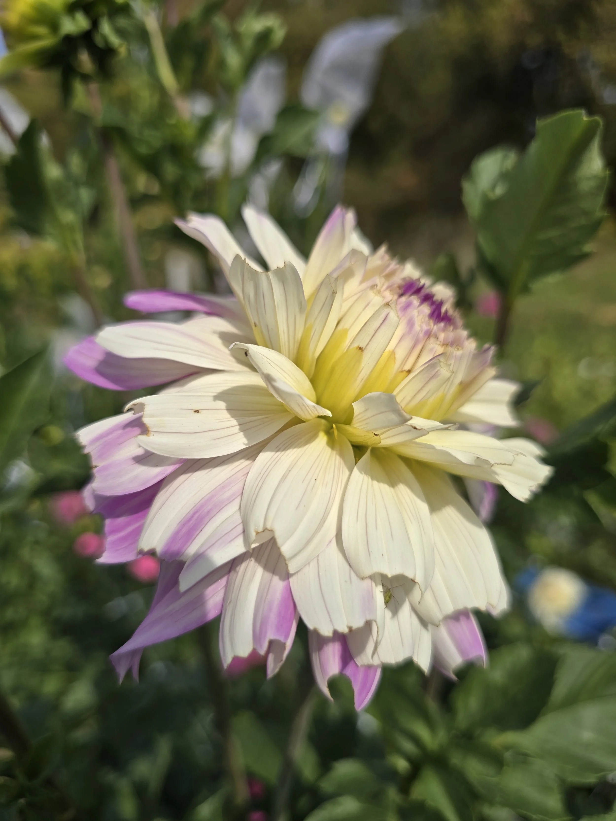 Ferncliff Illusion (3).jpg