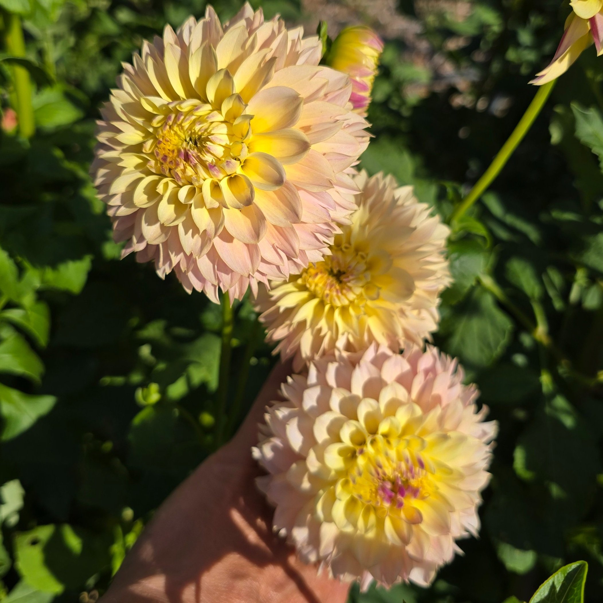 Dahlia+-+Elks+Tennley+Rose+17.jpg