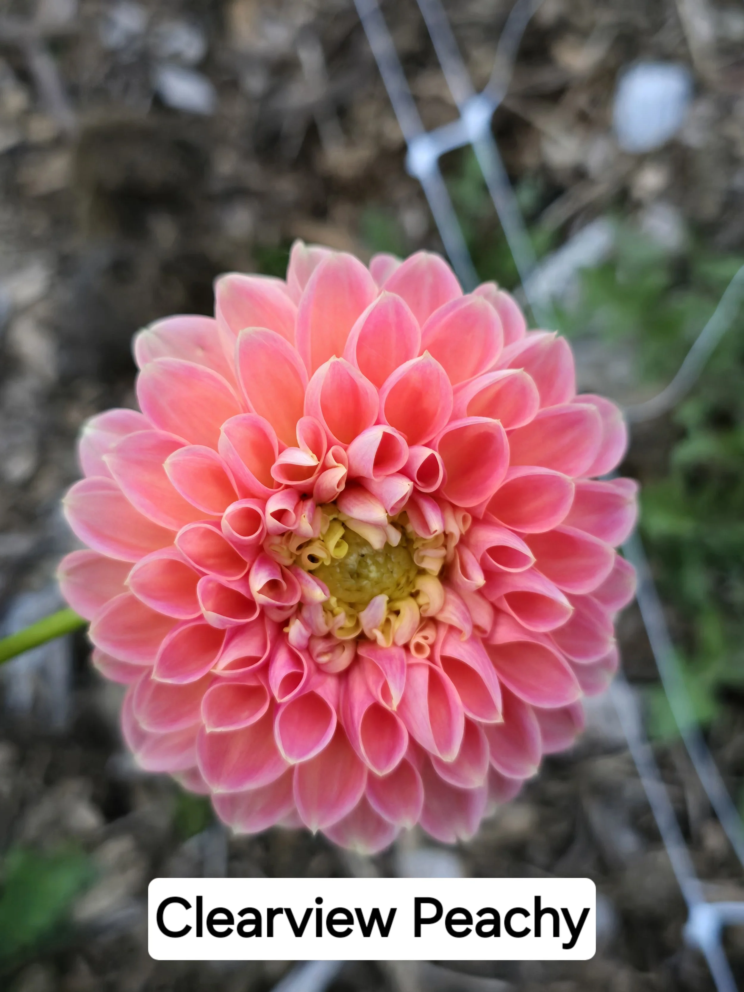Clearview Peachy (3).jpg