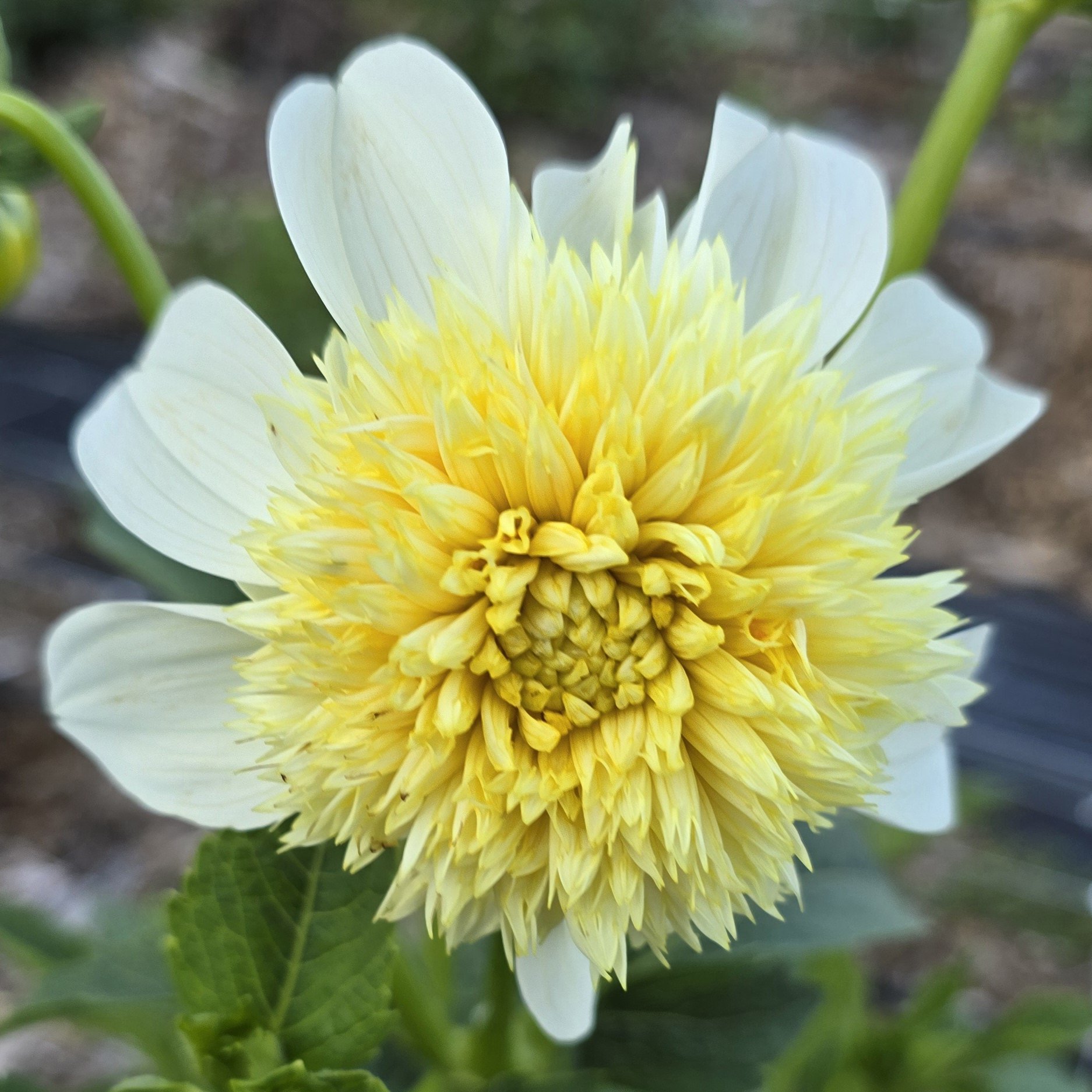Dahlia - Platnium Blonde.jpg
