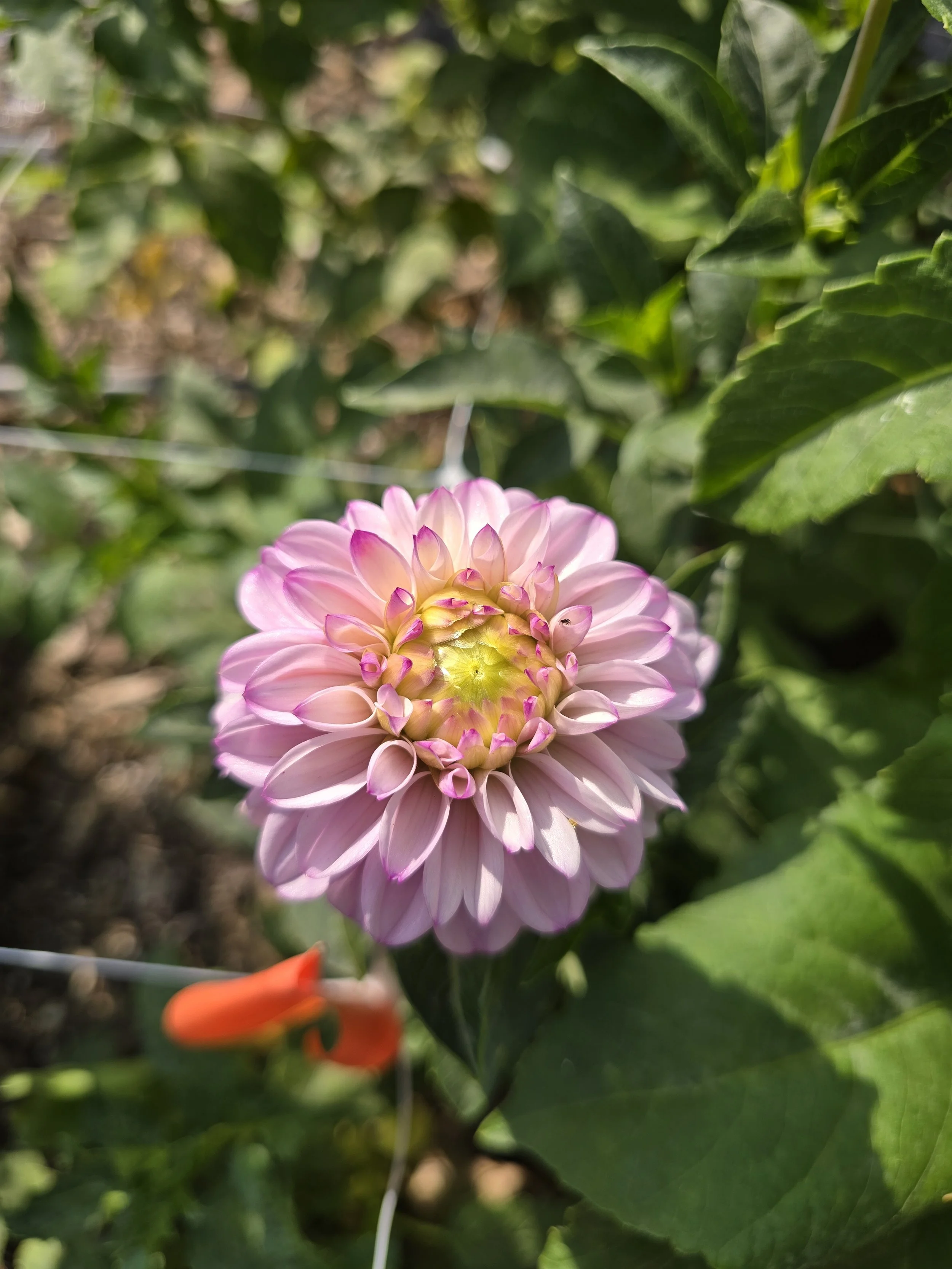 Marionberry Milkshake.jpg