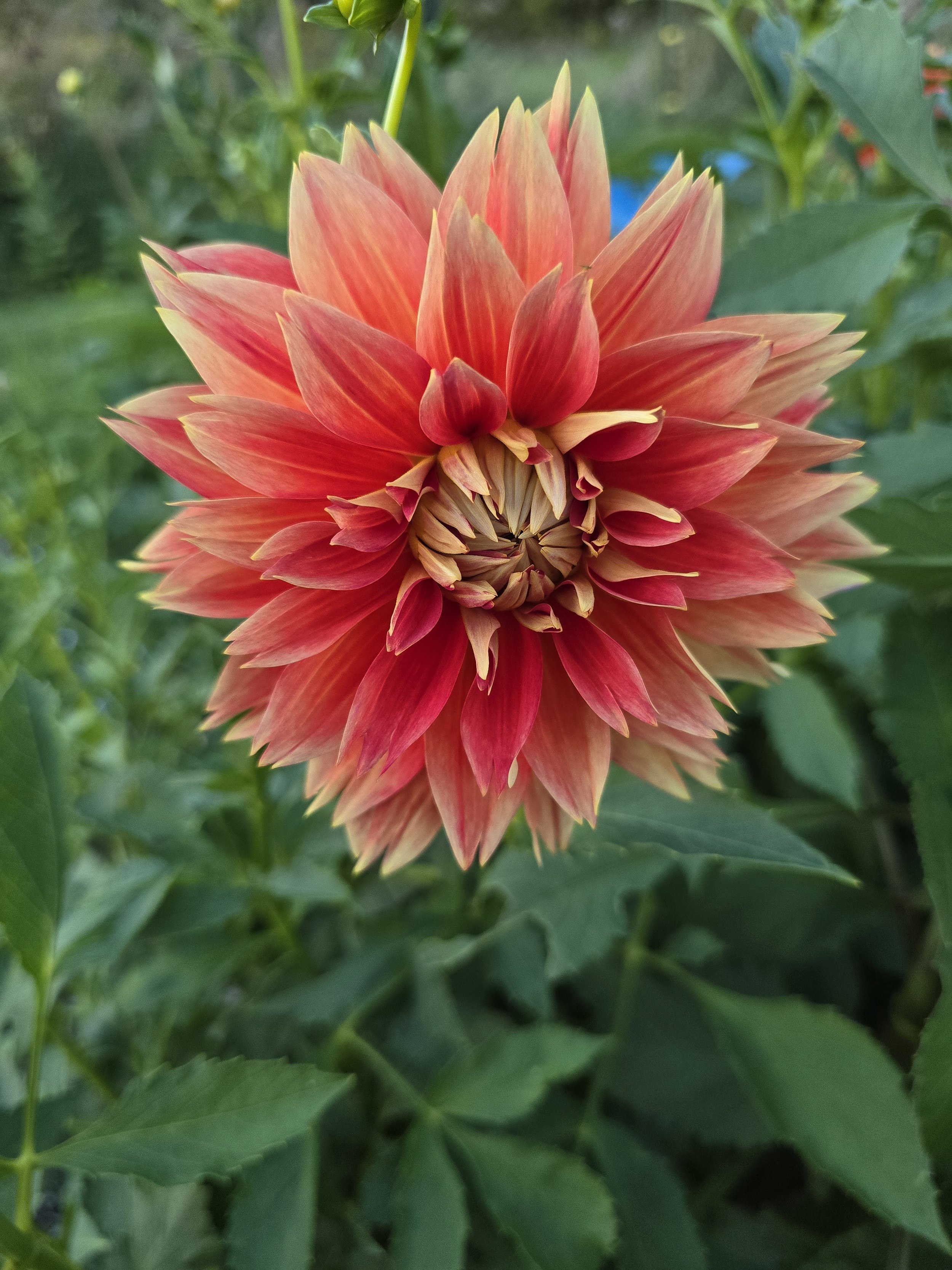 Punkin Spice (5).jpg