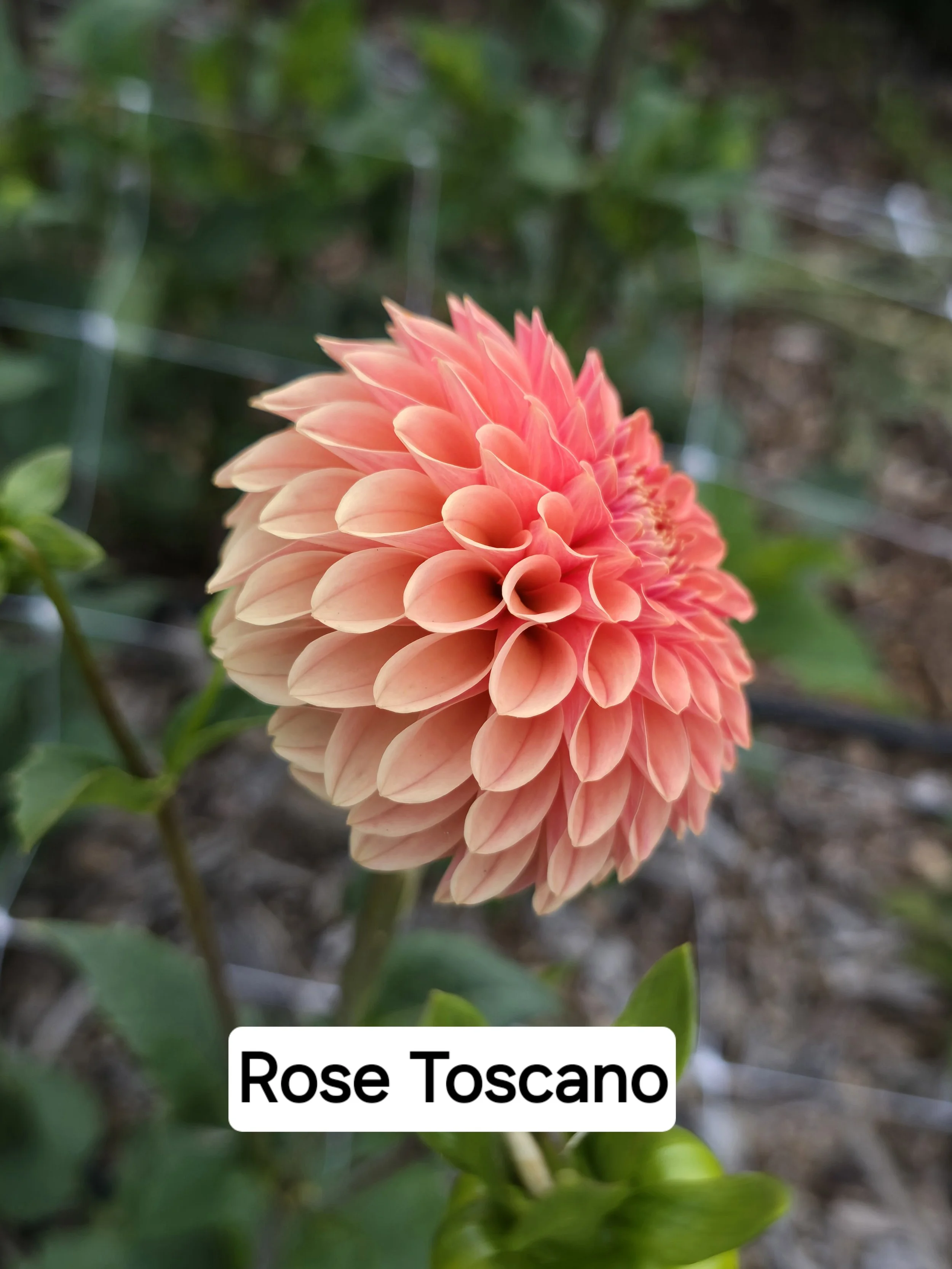 Rose Toscano (5).jpg