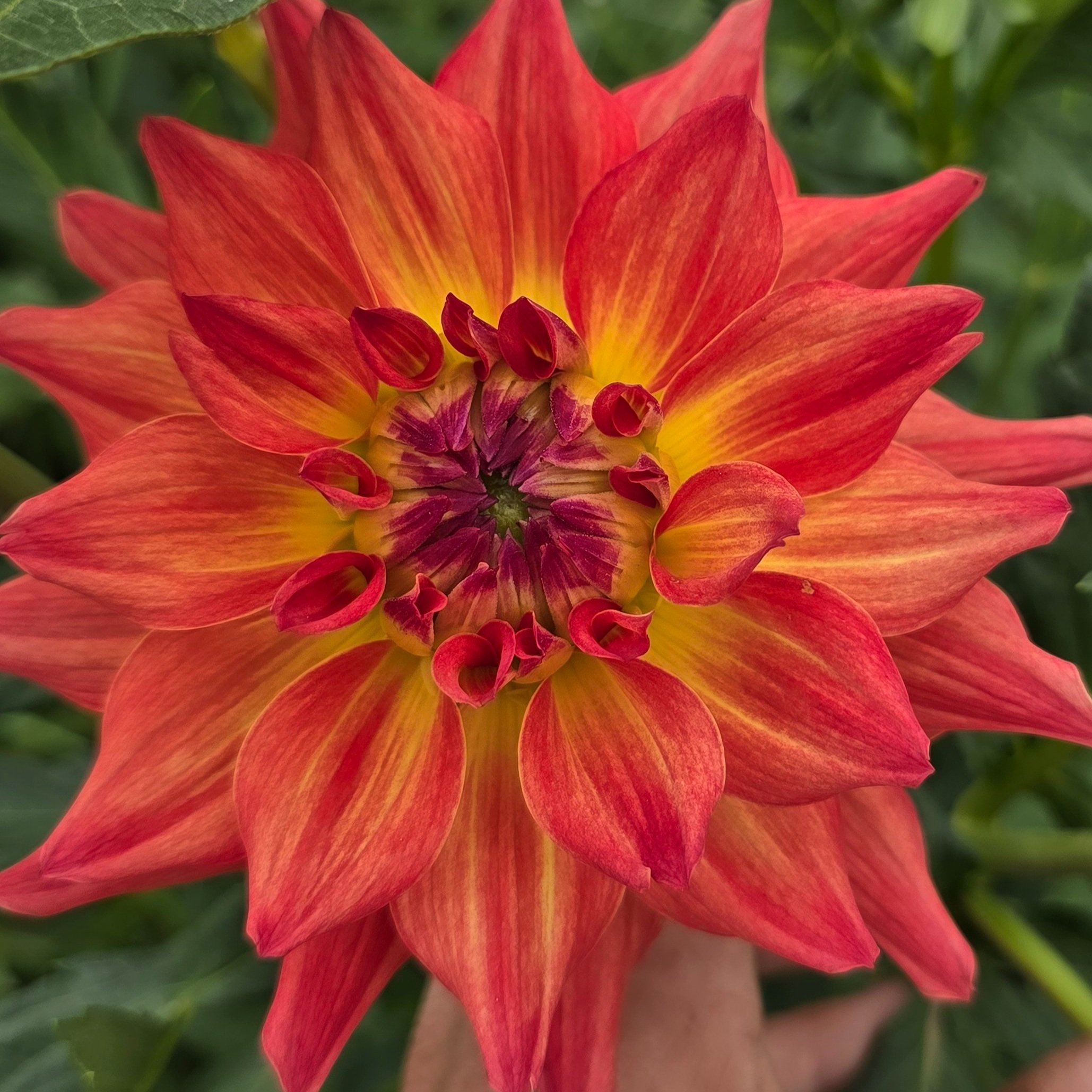 Dahlia+-+AC+Rosebud+%283%29.jpg