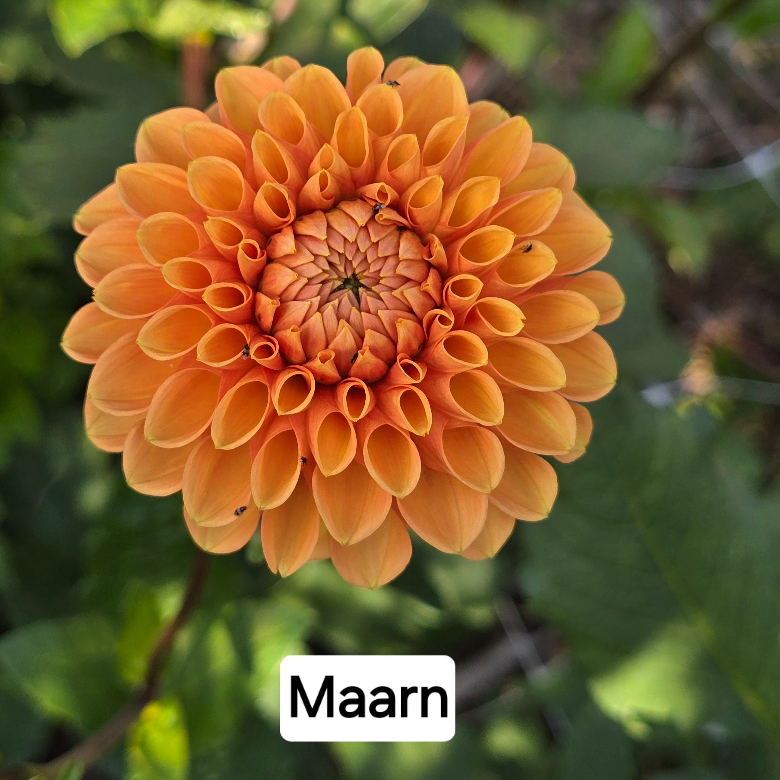 Dahlia+-+Maarn.jpg